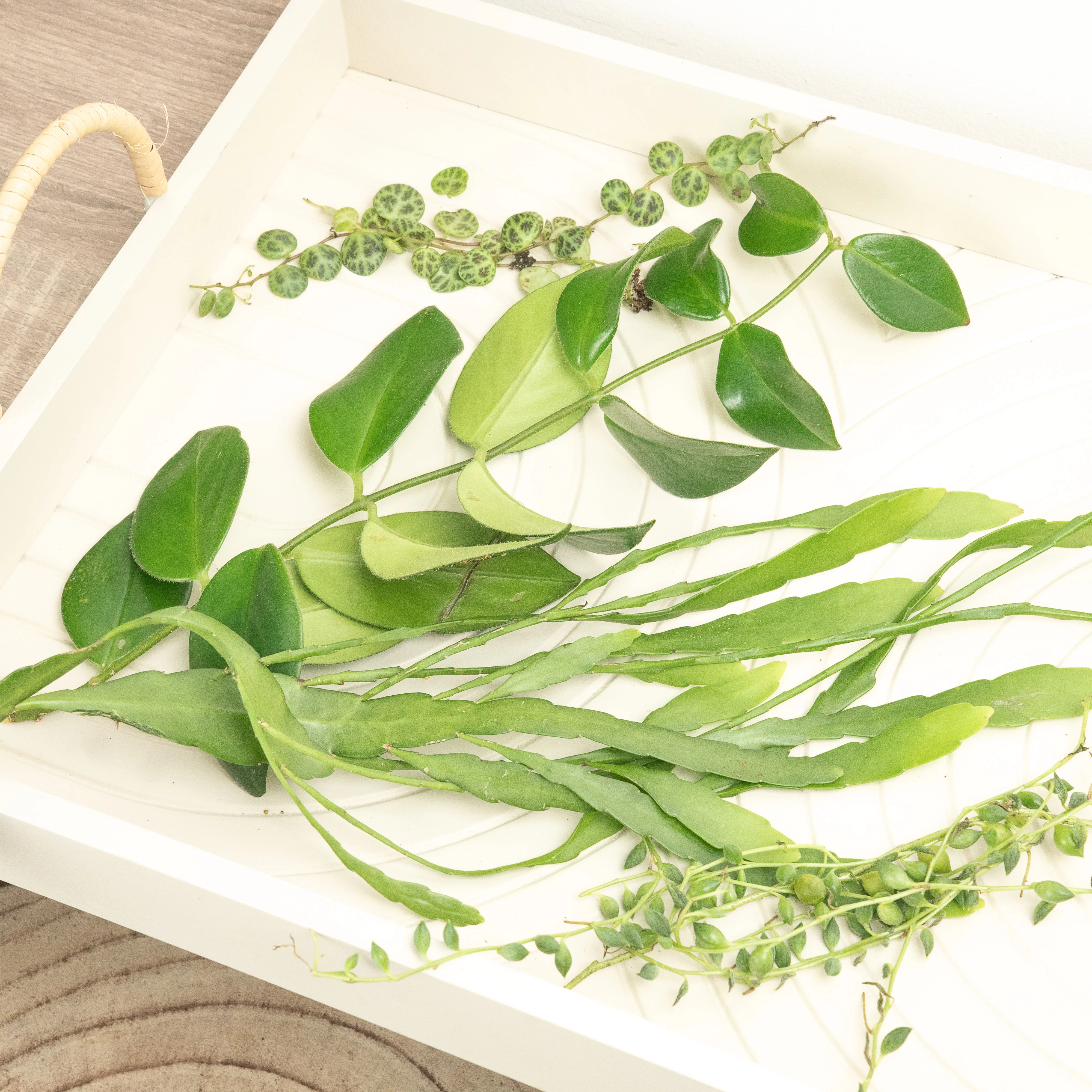 Chop and Prop Mystery Box | Unrooted Cuttings - Image 4