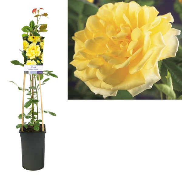 Climbing Garden Rose | Yellow - Image 3