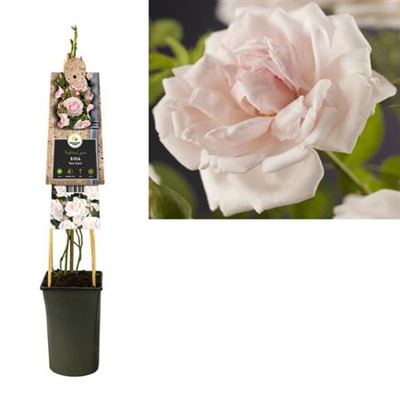 Climbing Garden Rose | New Dawn - Image 3