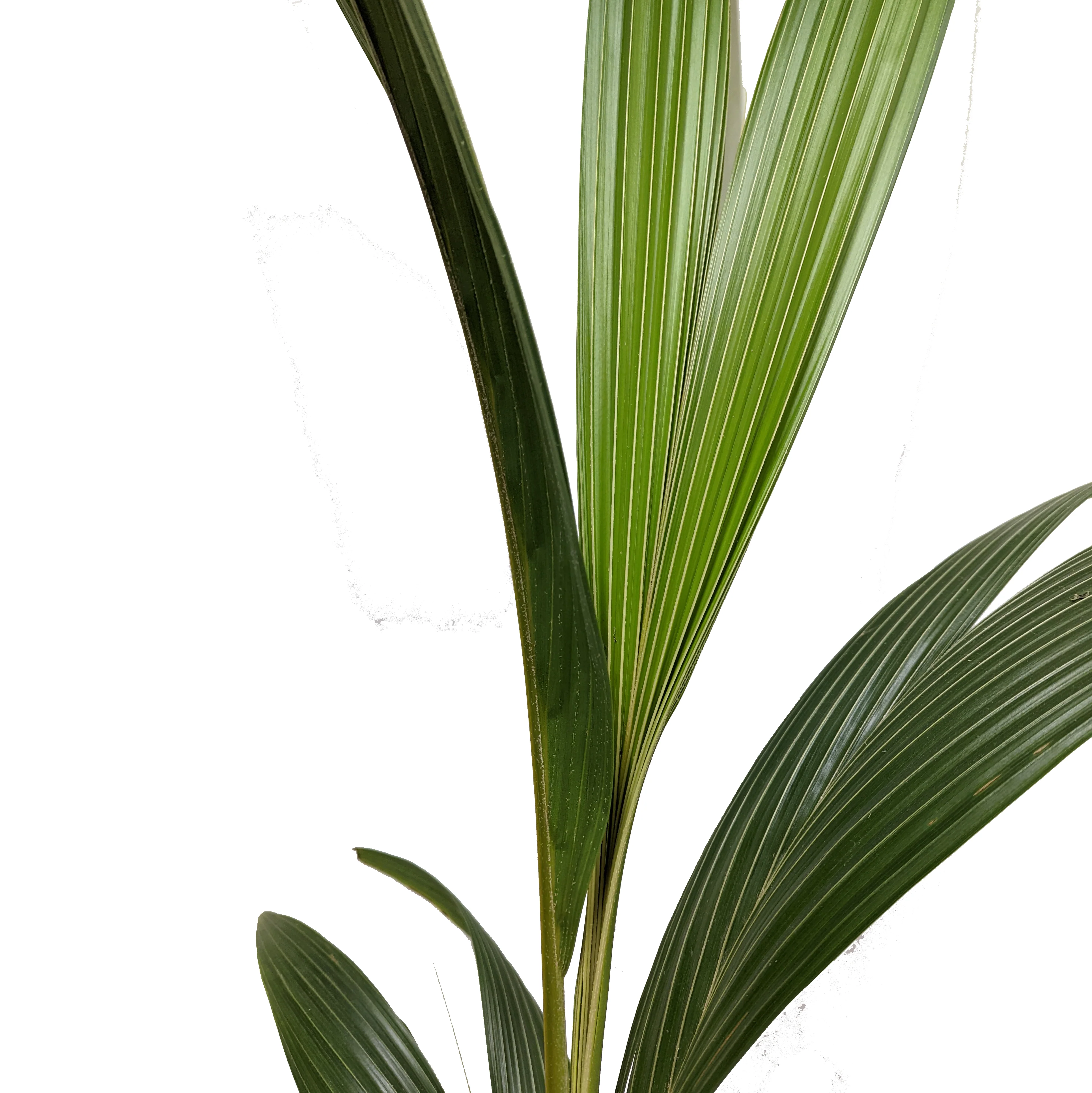 Coconut Palm - Image 2