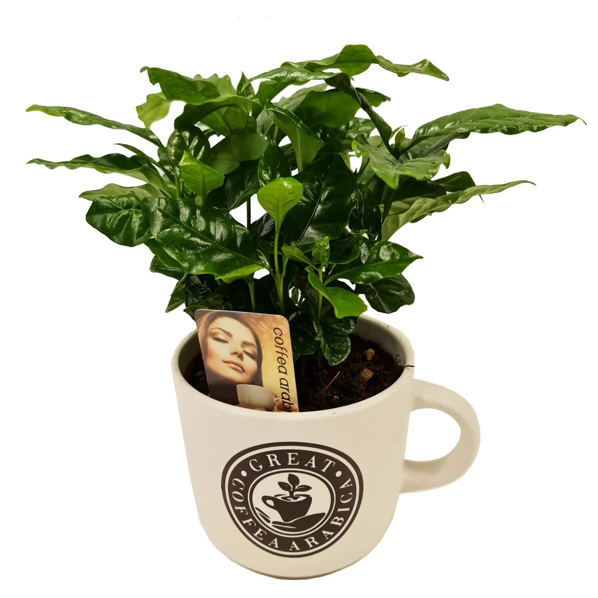 Coffee Mug | Arabica - Image 4