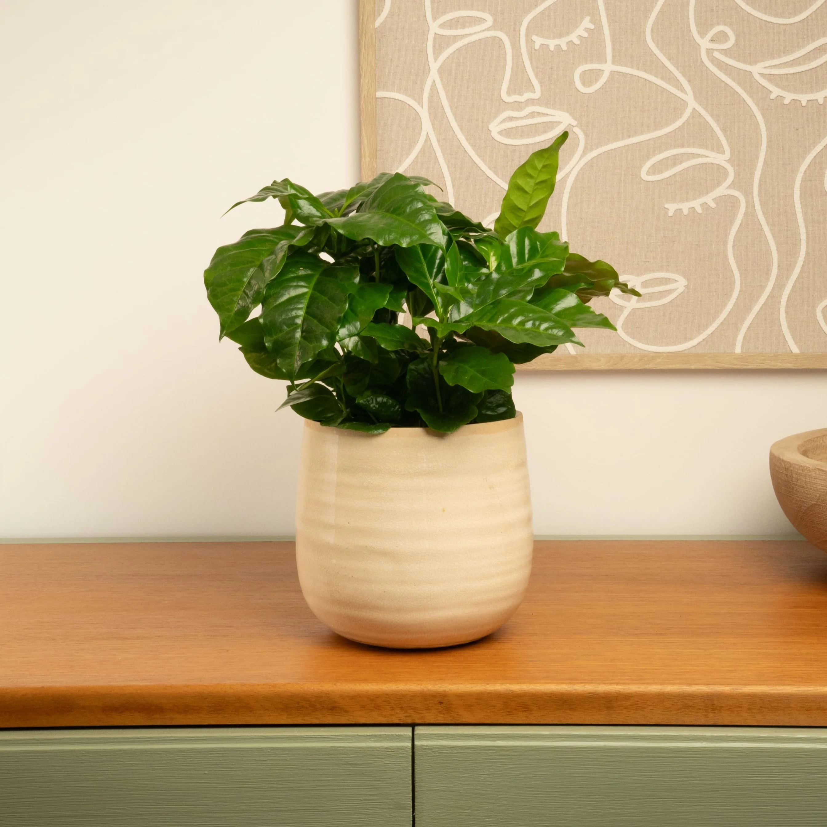 Coffee Plant | Arabica - Image 2