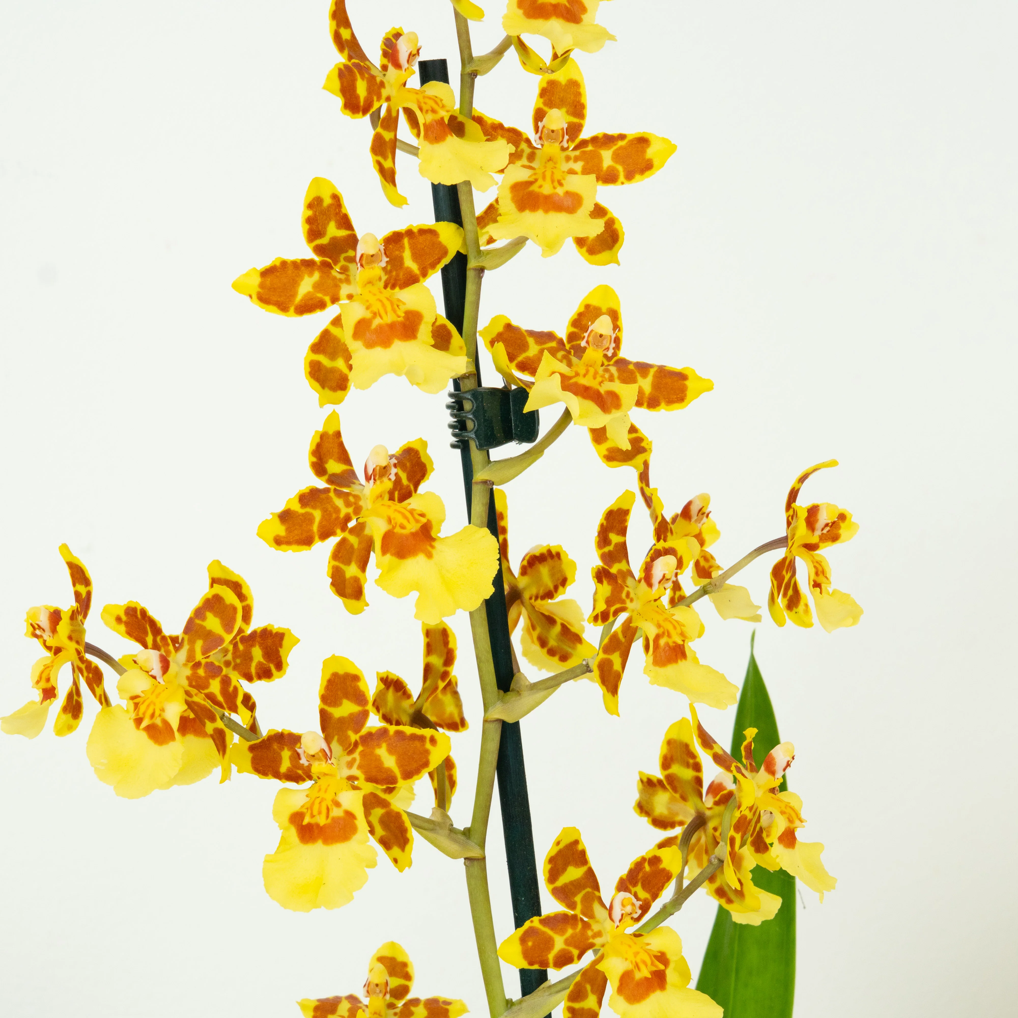 Colmanara Orchid | Burkhard Holm - Image 4