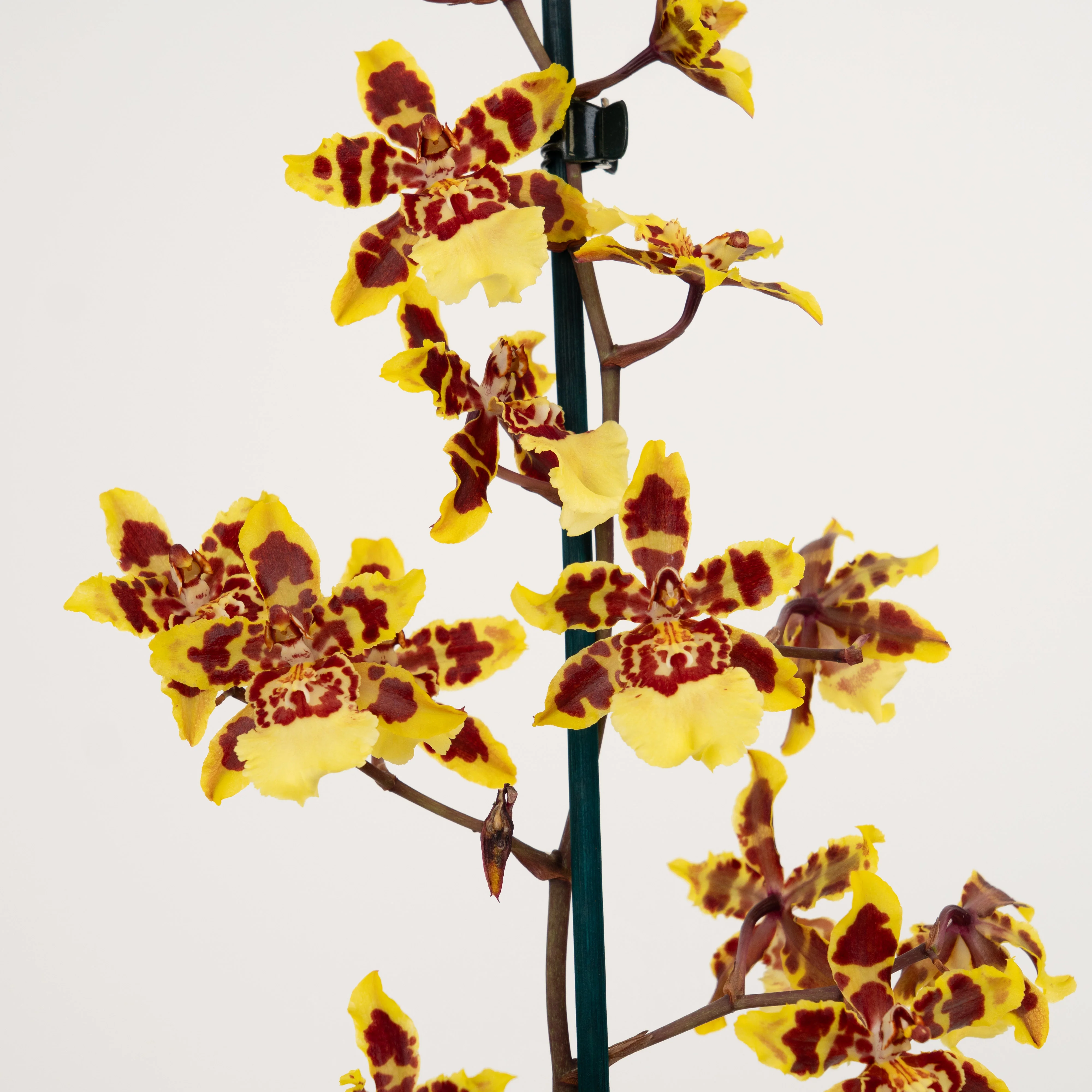 Cambria Orchid | Flaming Comet