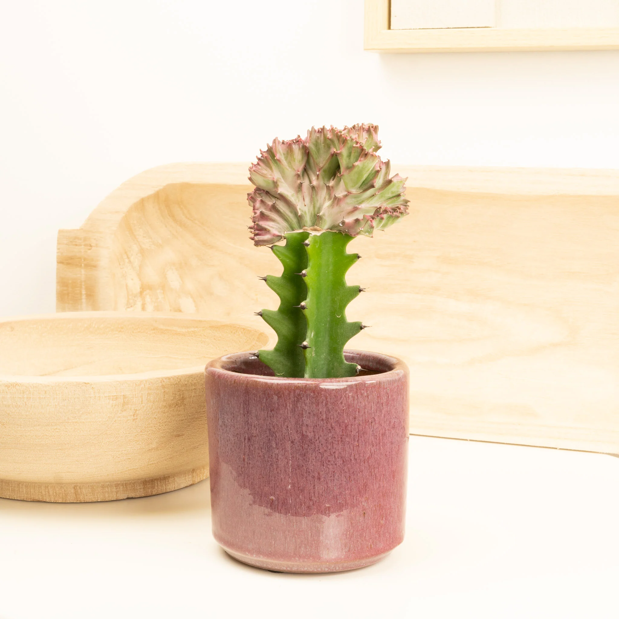 Mermaid Tail Cactus