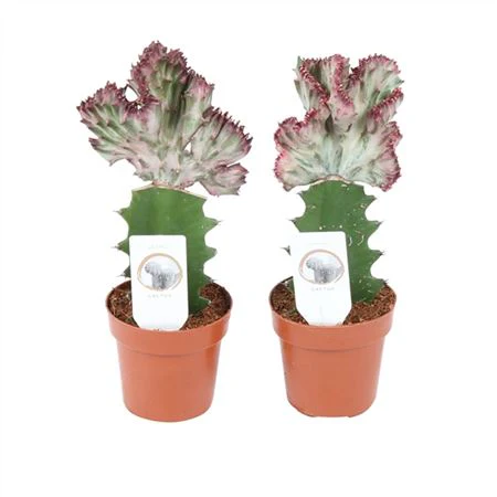Mermaid Tail Cactus - Image 2