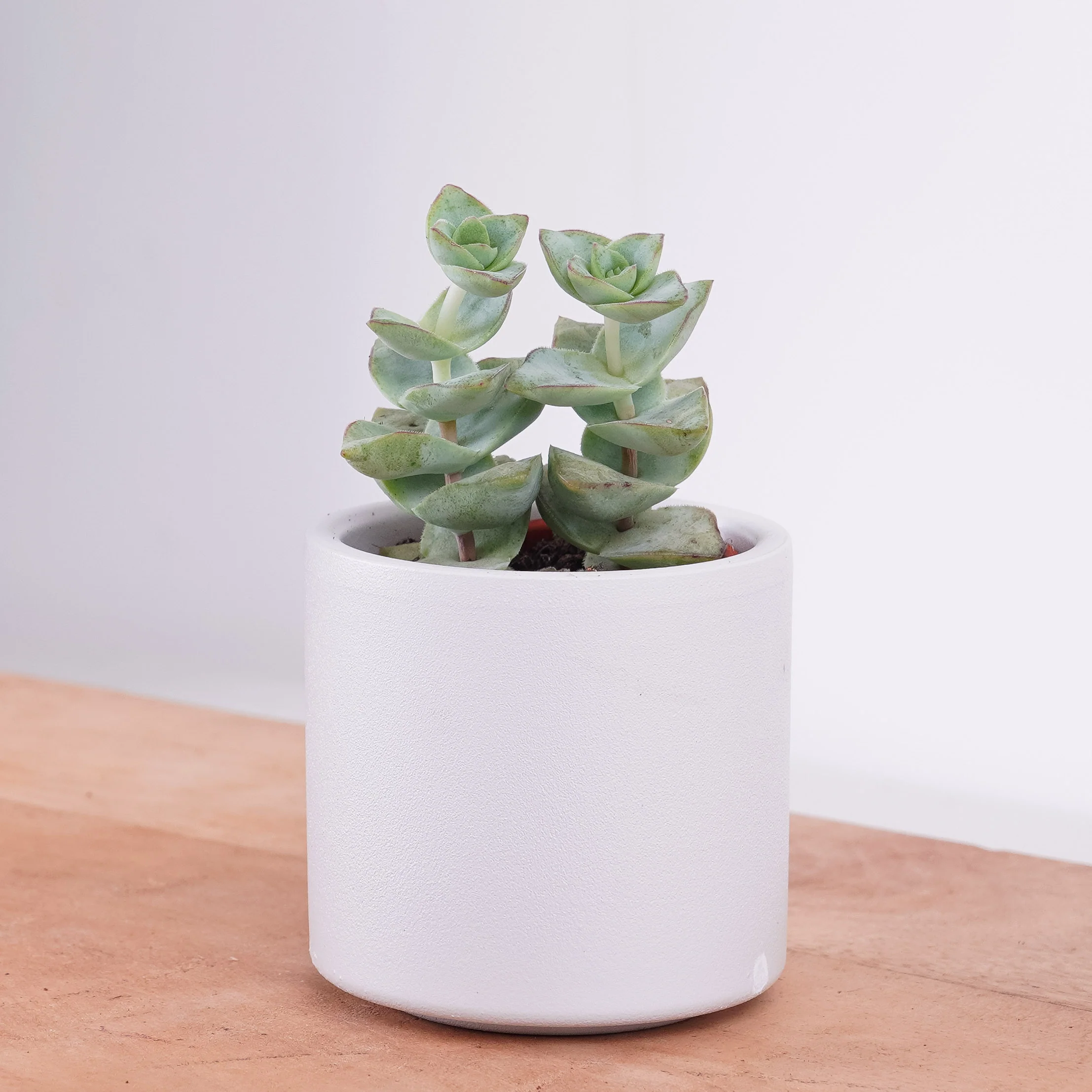 Crassula | Azul - Image 2