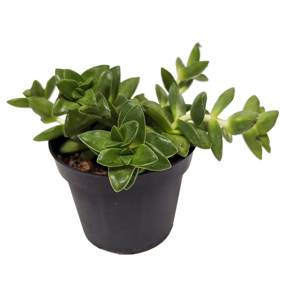 Crassula | Springtime - Image 2