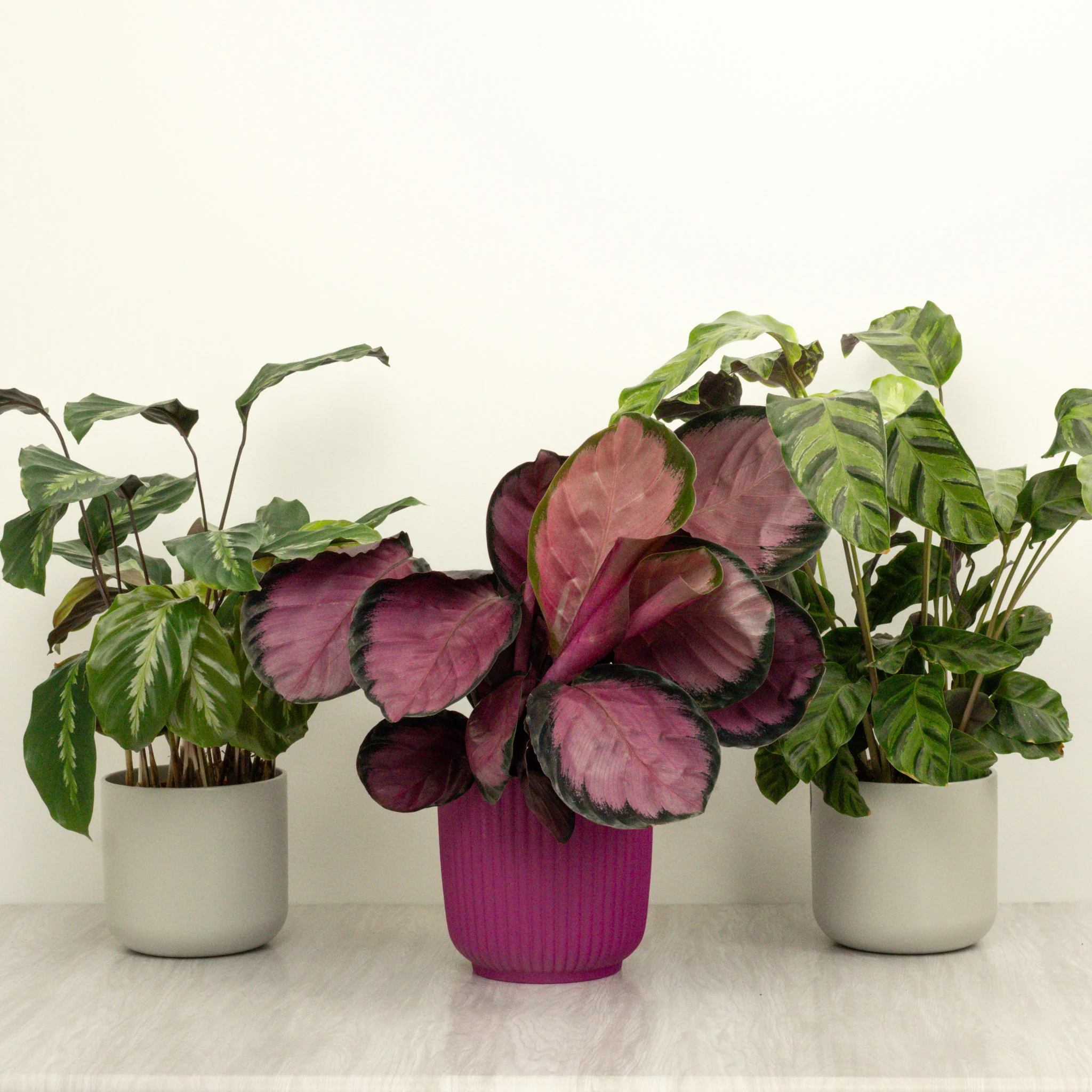 Crazy Calathea | Plant Bundle