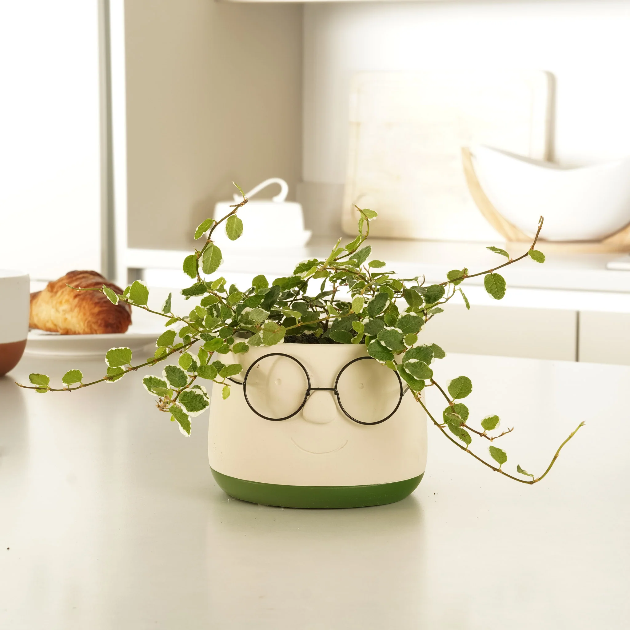Creeping Fig | White Sunny - Image 3