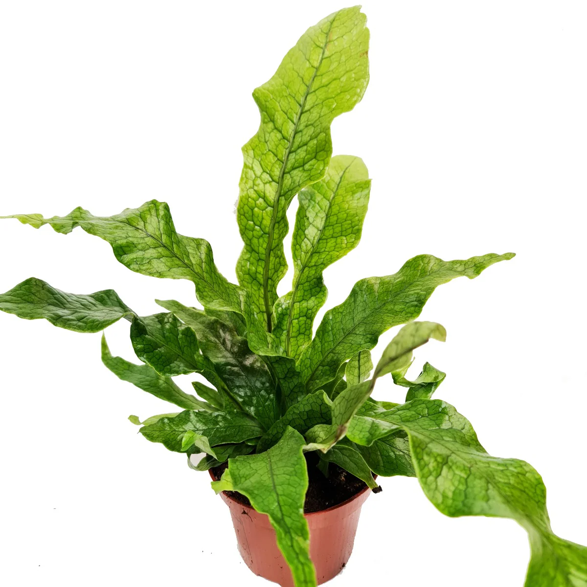 Crocodile Fern | Rare Plant - Image 3