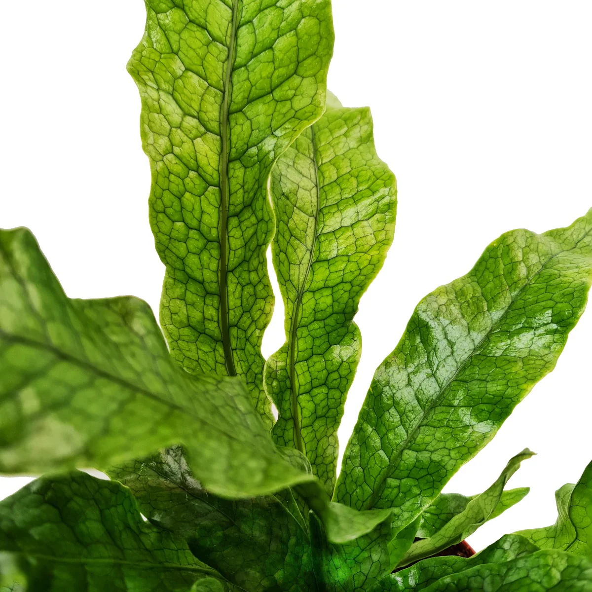 Crocodile Fern | Rare Plant - Image 4
