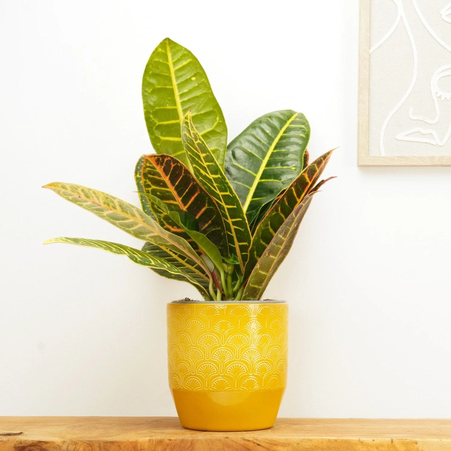 Croton | Petra - Image 3