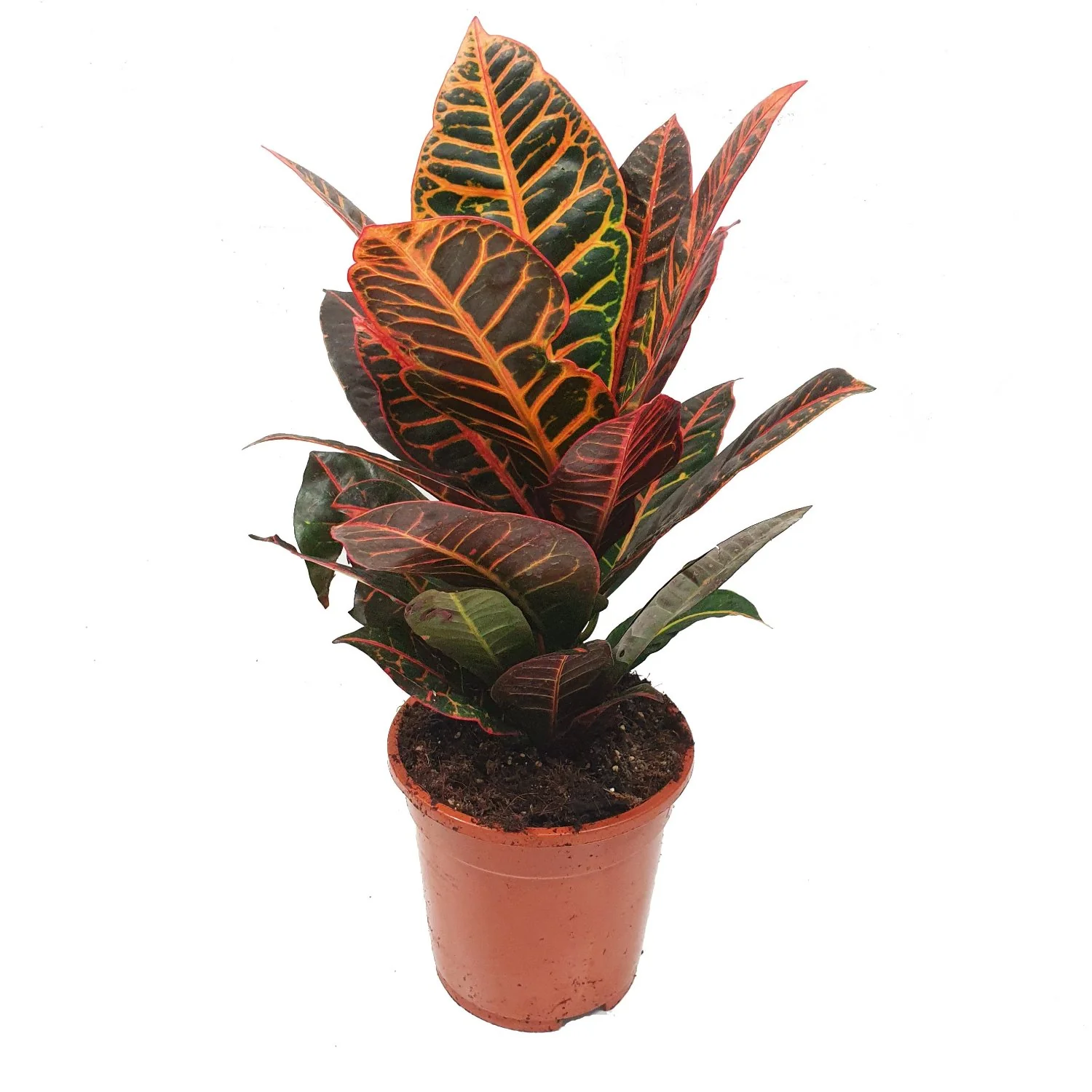 Croton | Petra - Image 5