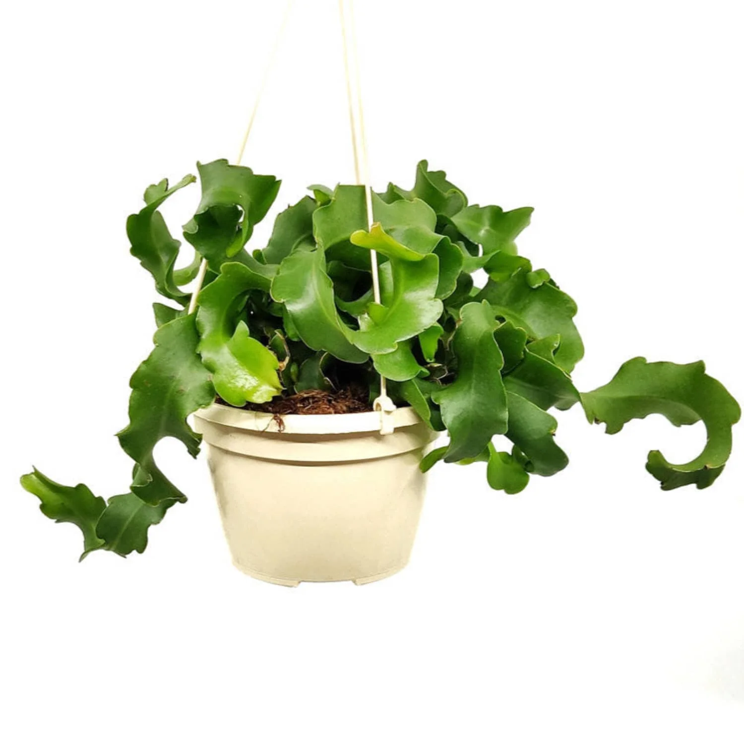 Curly Locks Orchid Cactus - Image 3