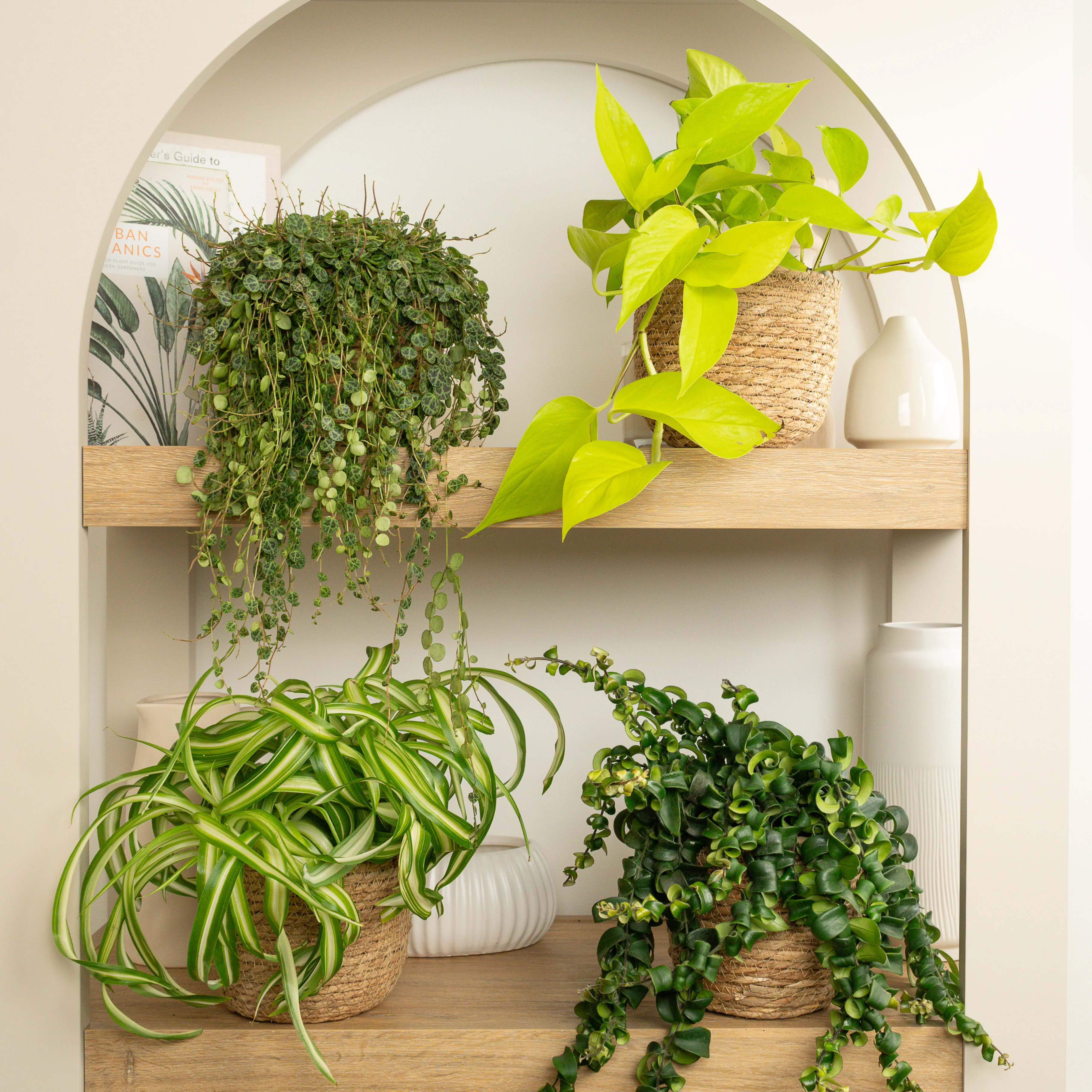 Curly Neon Mosaic | Plant Bundle