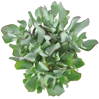 Curly Silver Dollar Plant - Image 3
