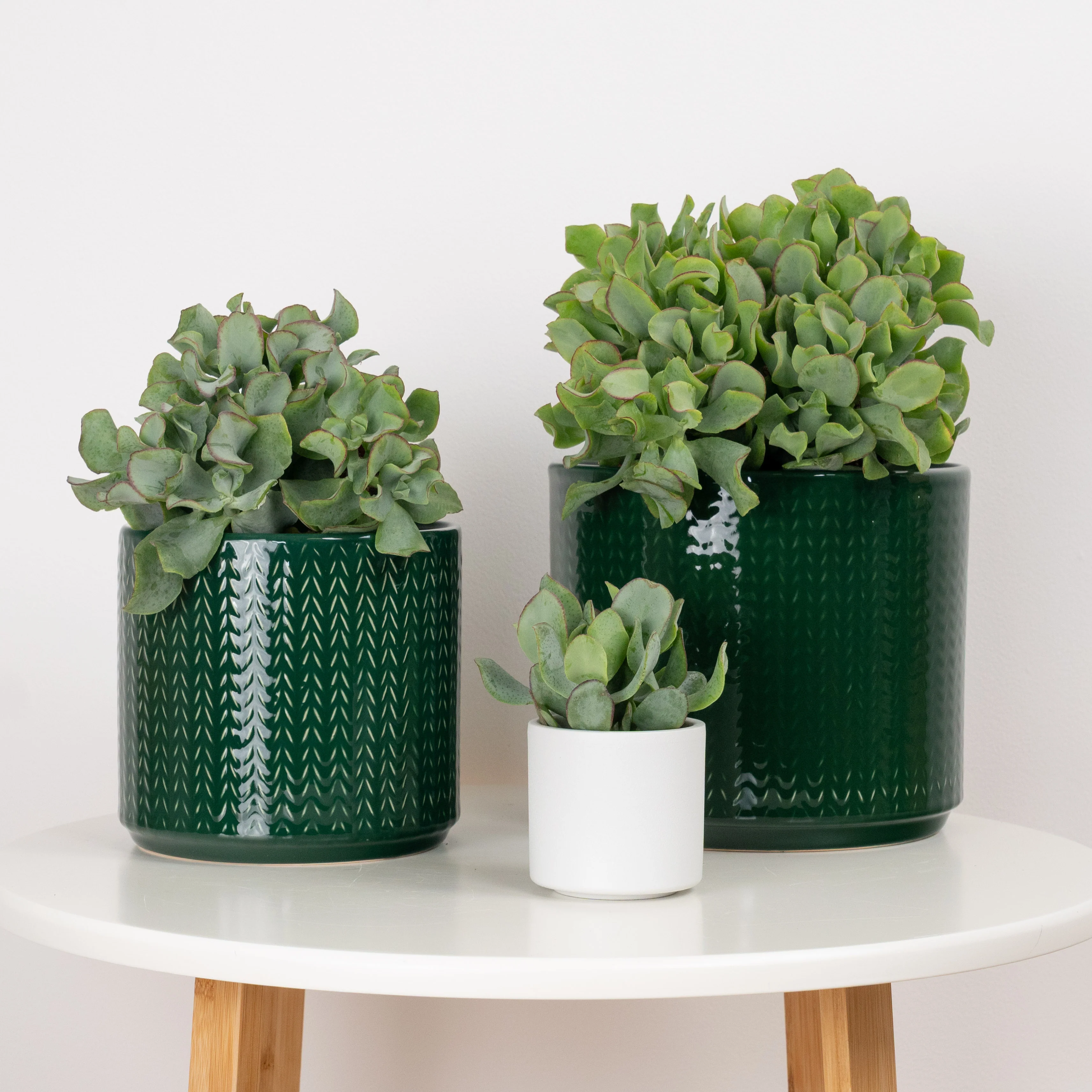 Curly Silver Dollar Plant - Image 4