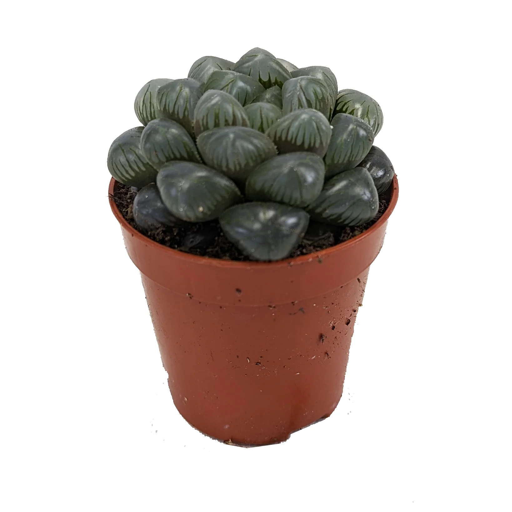 Cushion Aloe - Image 3