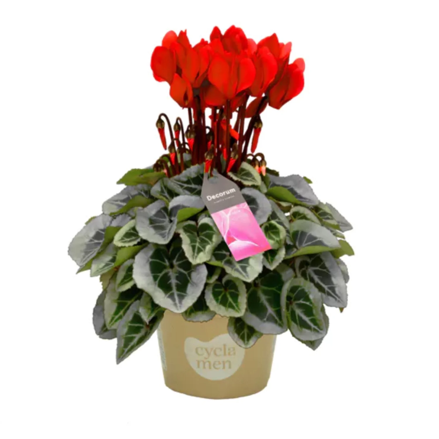 Cyclamen | Red Variegata