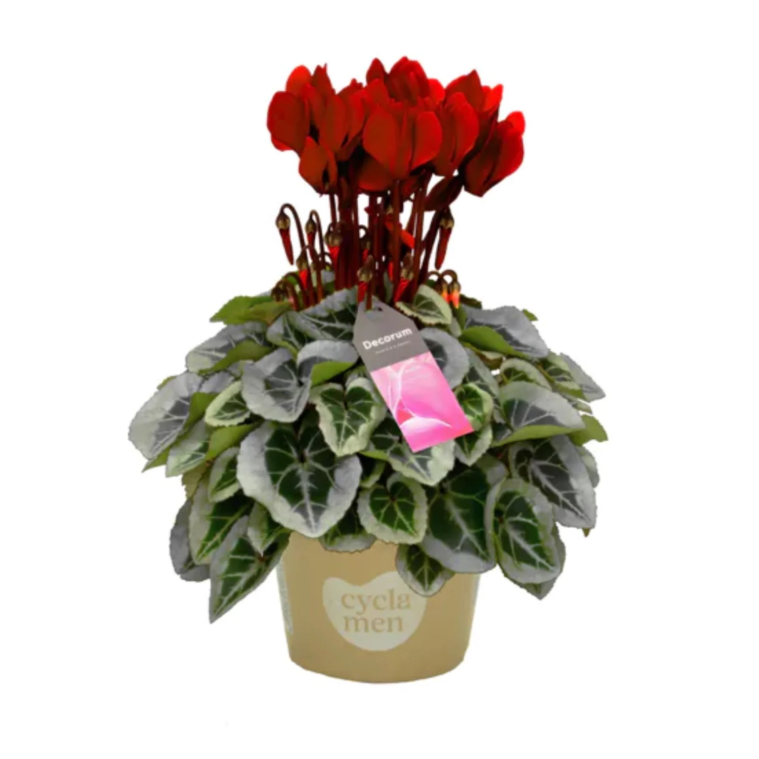 Cyclamen | Wine Red