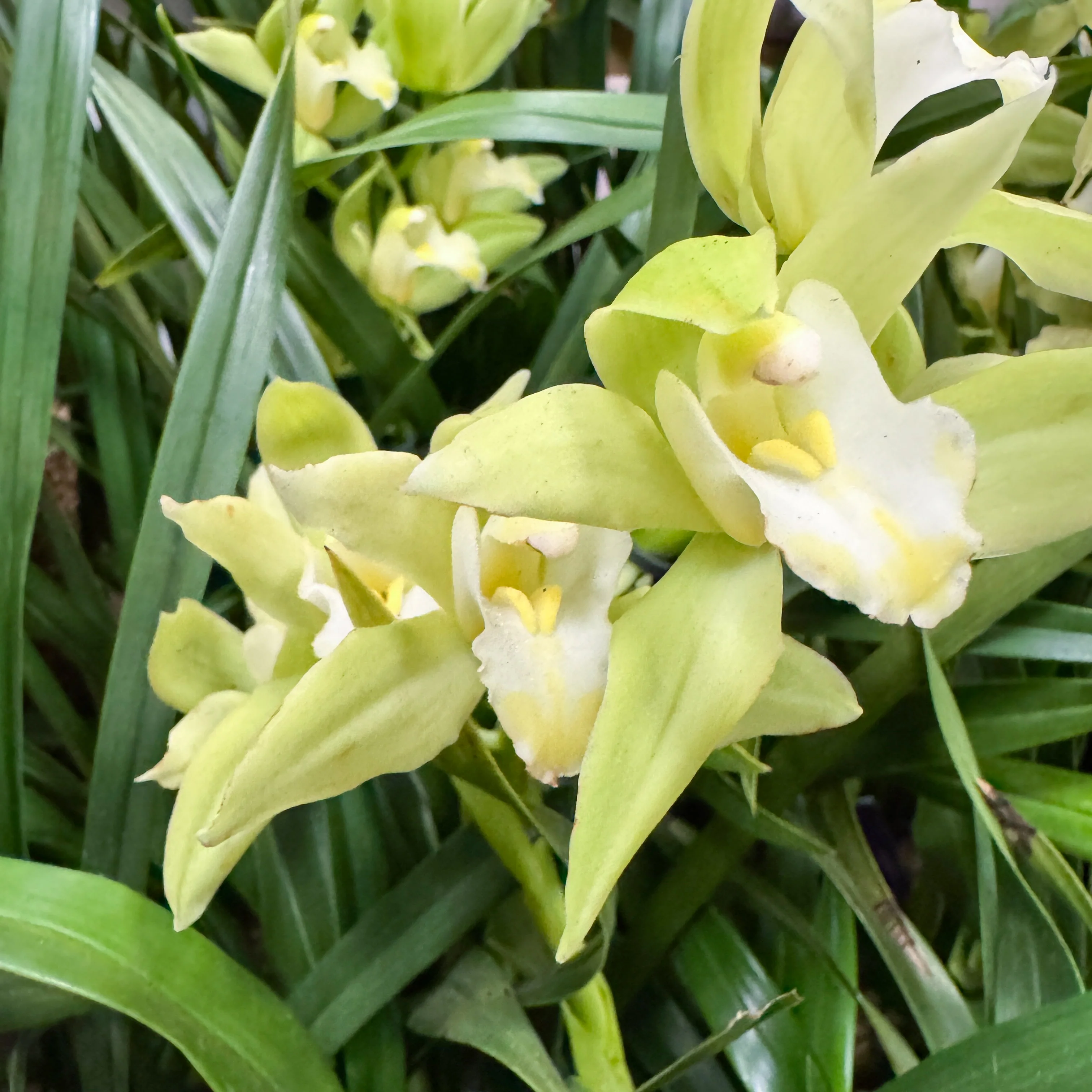 Cymbidium Orchid | Mint Source - Image 3