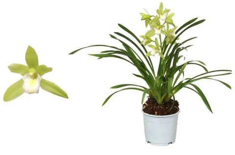 Cymbidium Orchid | Mint Source - Image 4