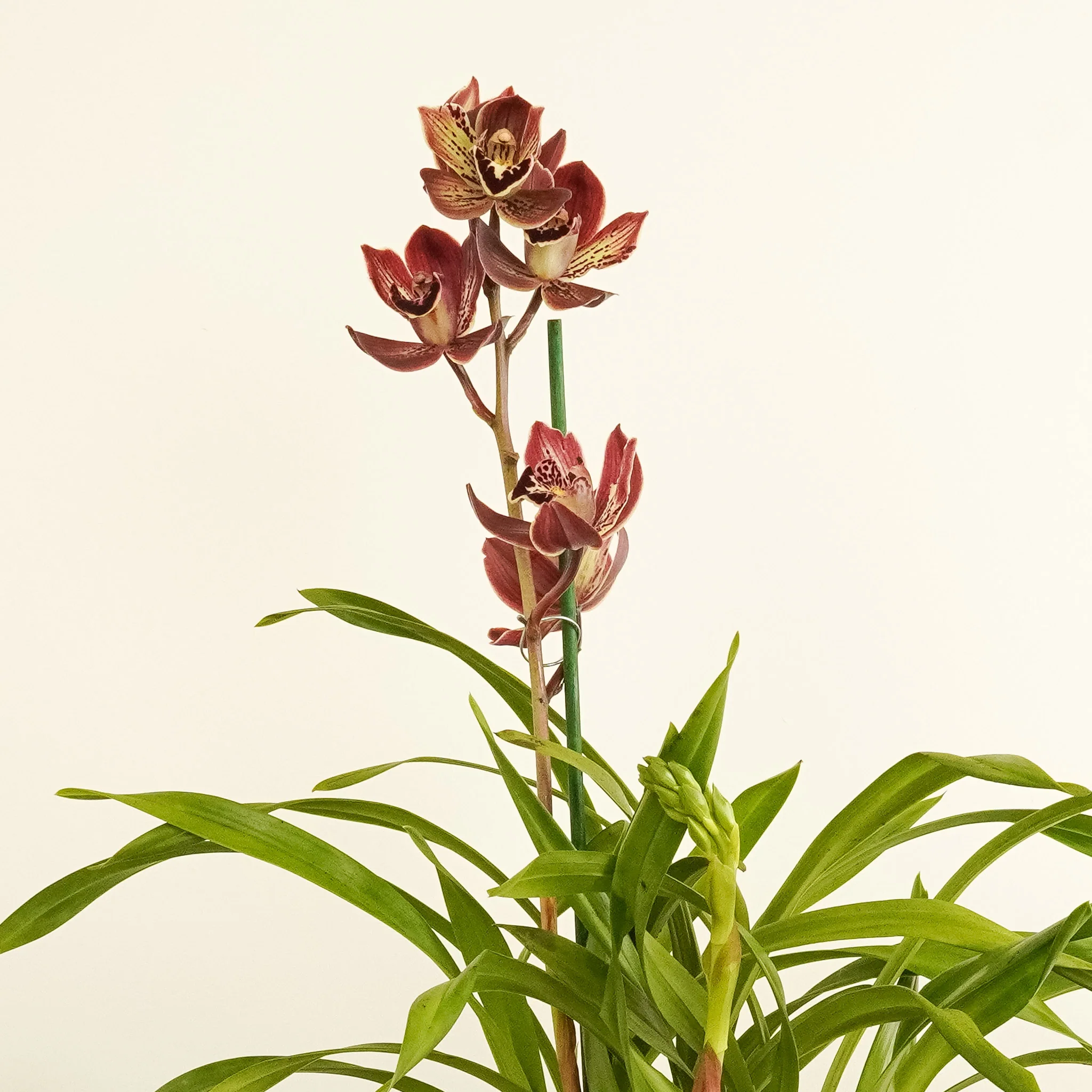 Cymbidium Orchid | Monty - Image 2