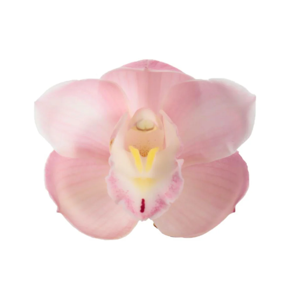 Cymbidium Orchid | Paddy Pink - Image 2