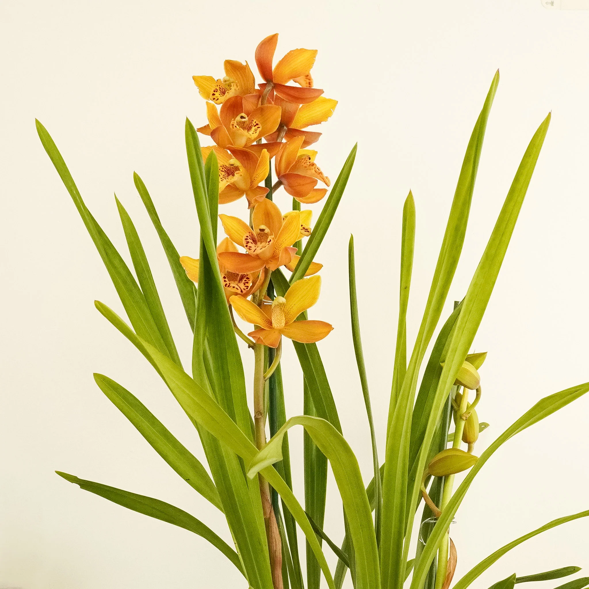 Cymbidium Orchid | Tiger - Image 2