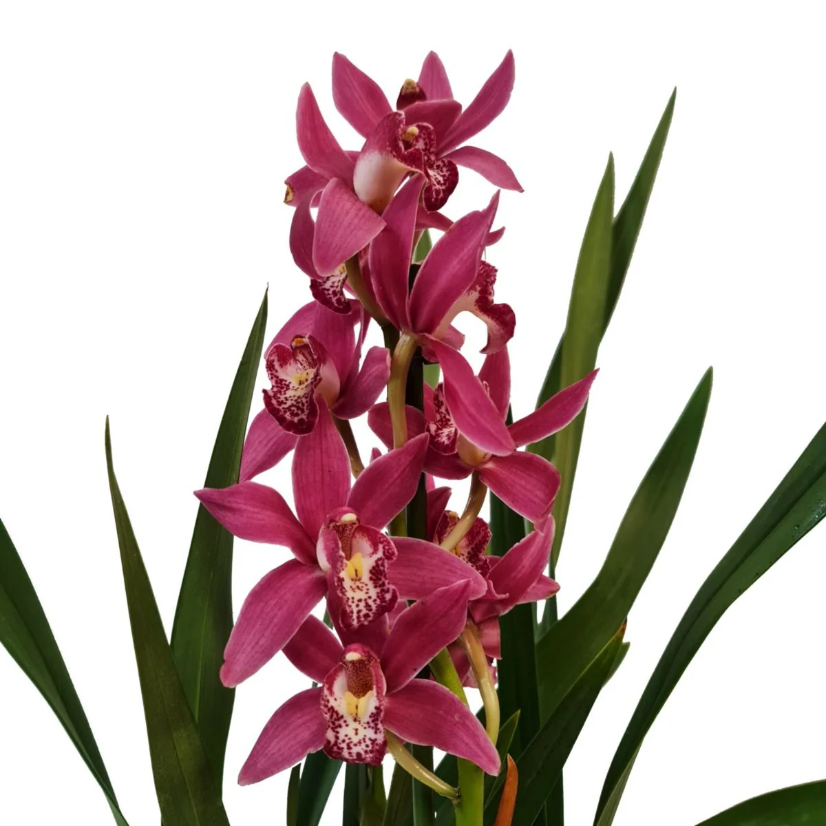 Cymbidium Orchid | Various Colours - Image 2