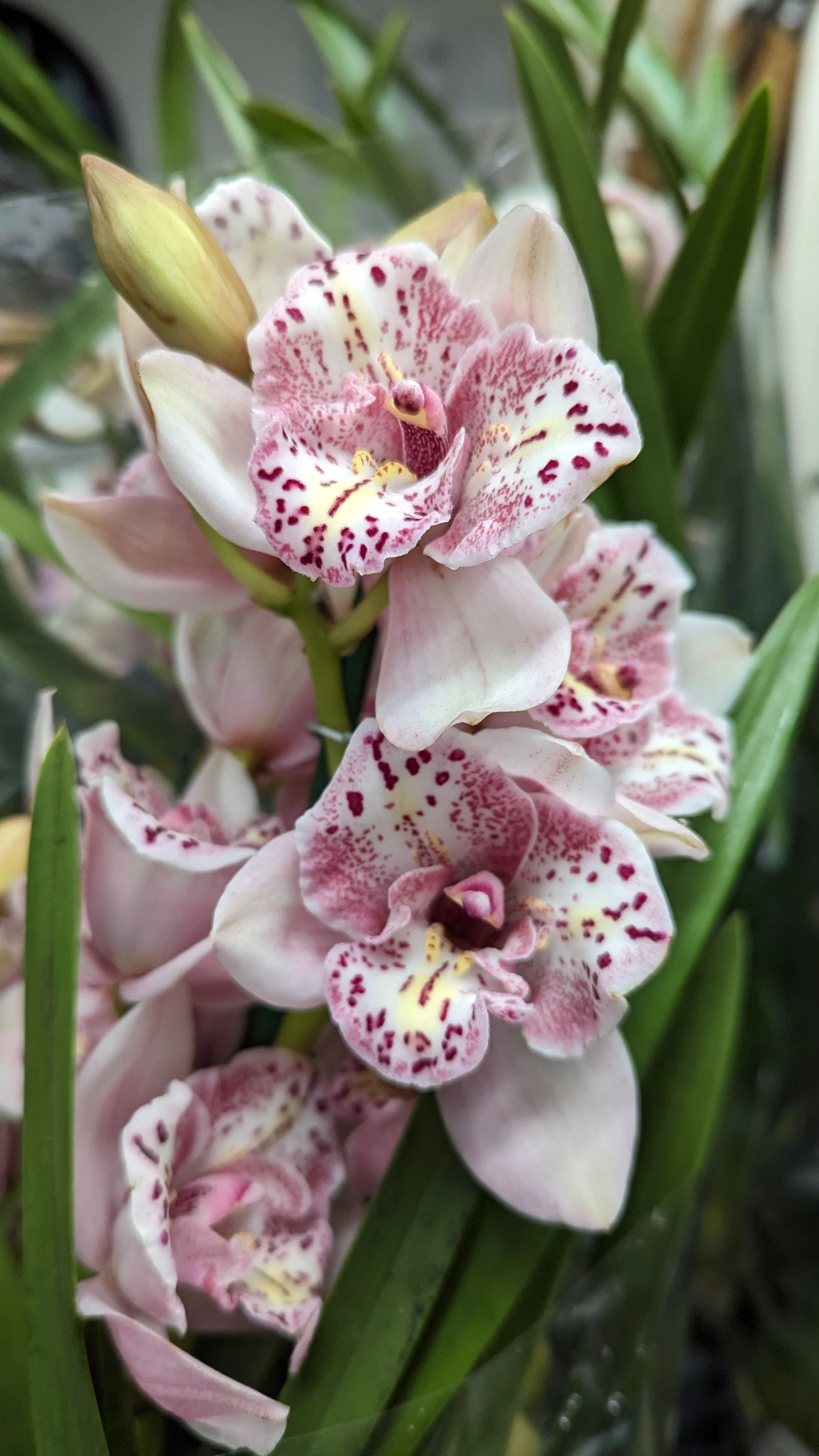 Cymbidium Orchid | Various Colours - Image 23