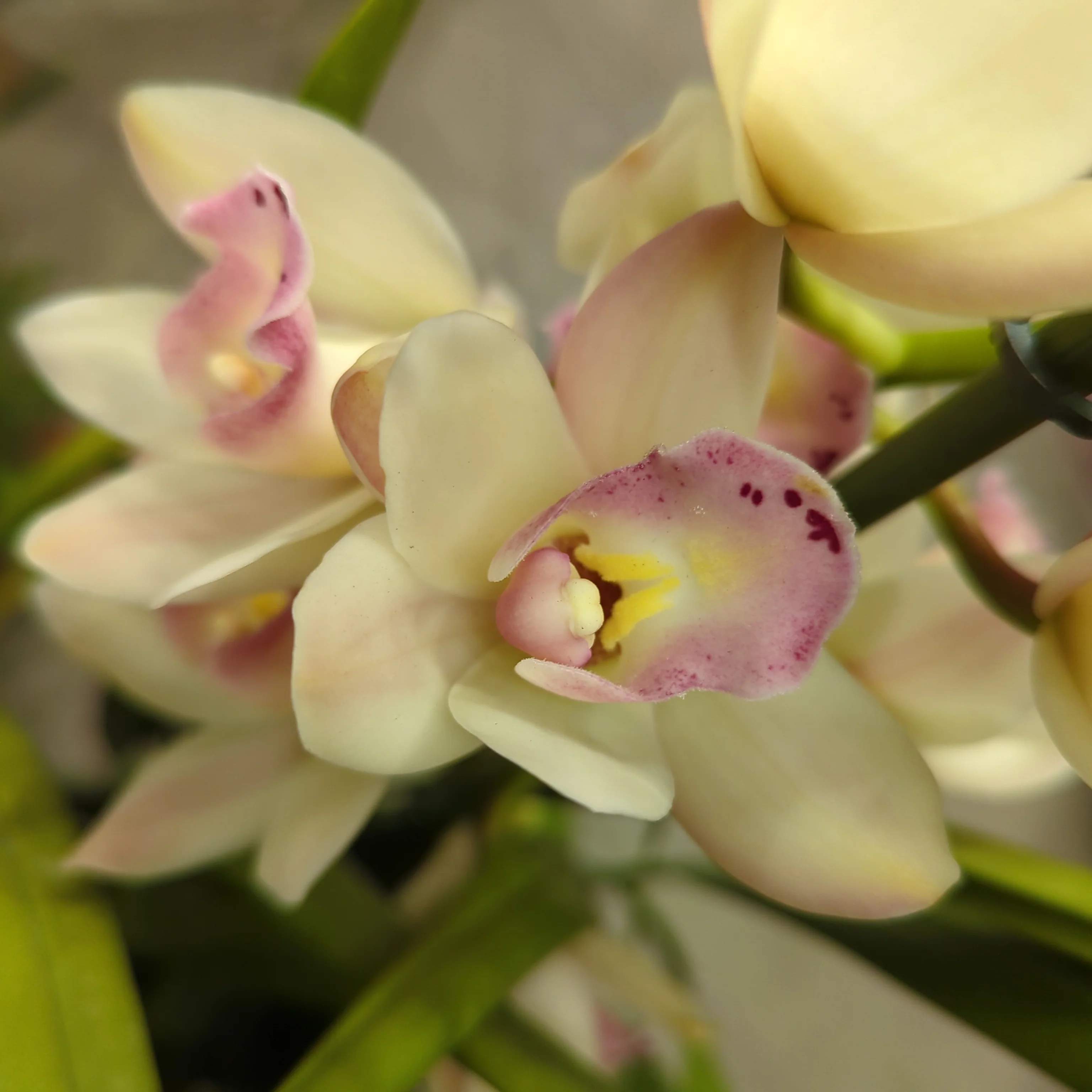 Cymbidium Orchid | Various Colours - Image 9