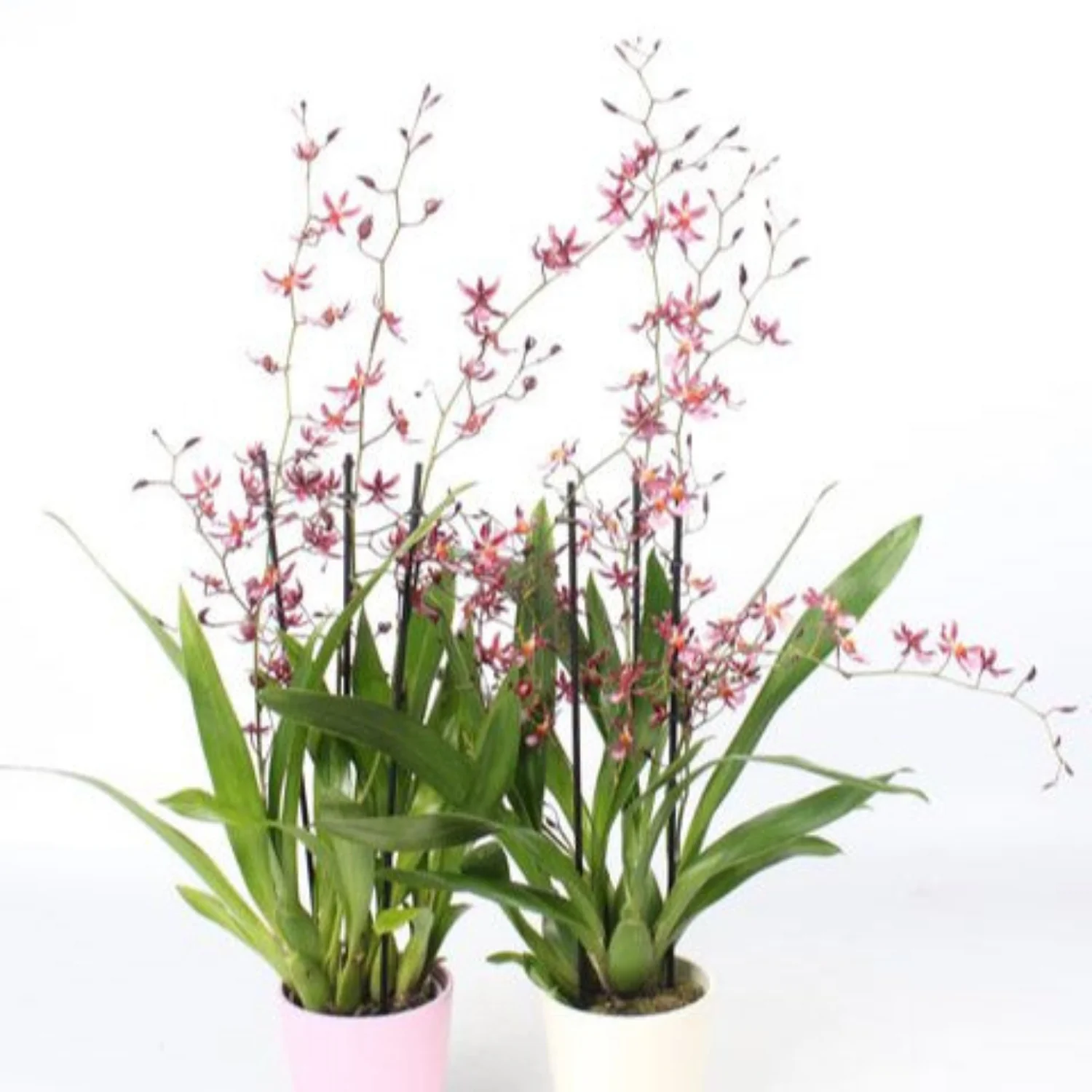 Dancing Ladies Orchid | Mieke Von Holm | Hard To Find - Image 2