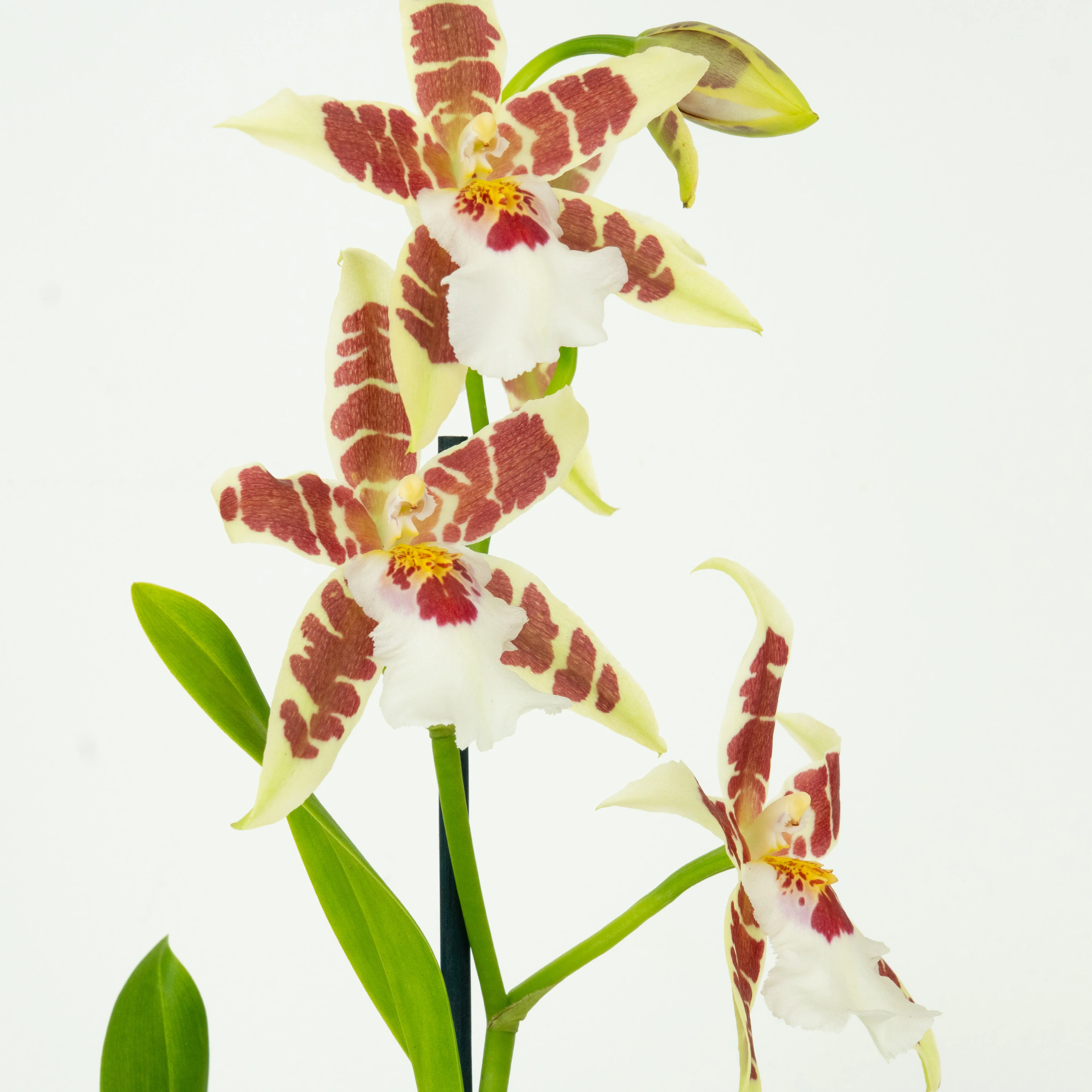 Dancing Ladies Orchid | White Renaissance | Rare Orchid - Image 10