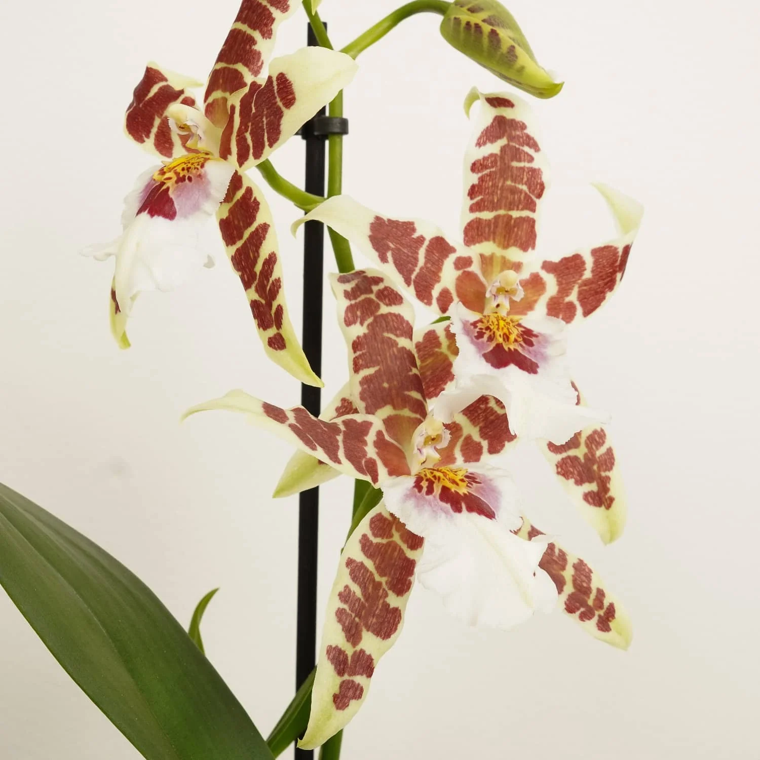 Dancing Ladies Orchid | White Renaissance | Rare Orchid - Image 3