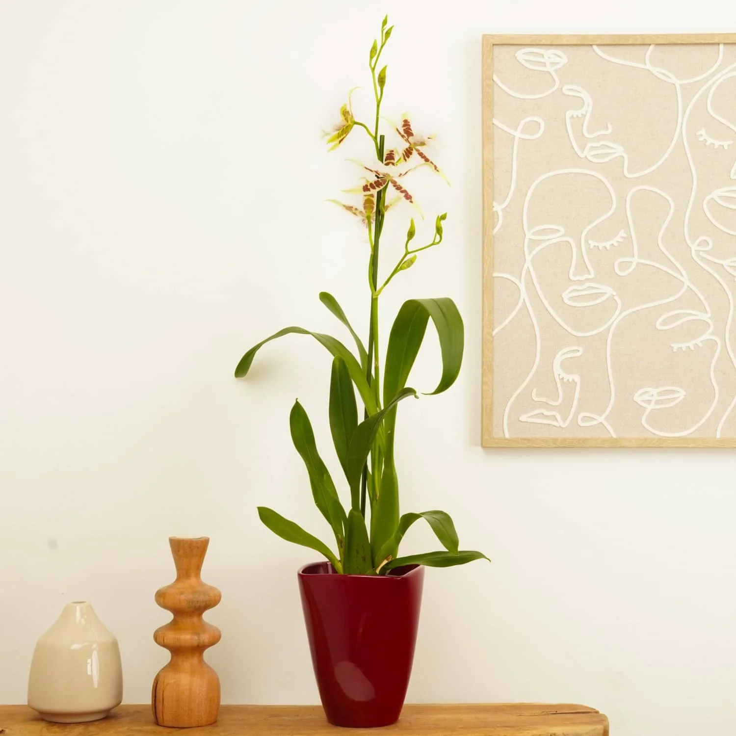 Dancing Ladies Orchid | White Renaissance | Rare Orchid - Image 4