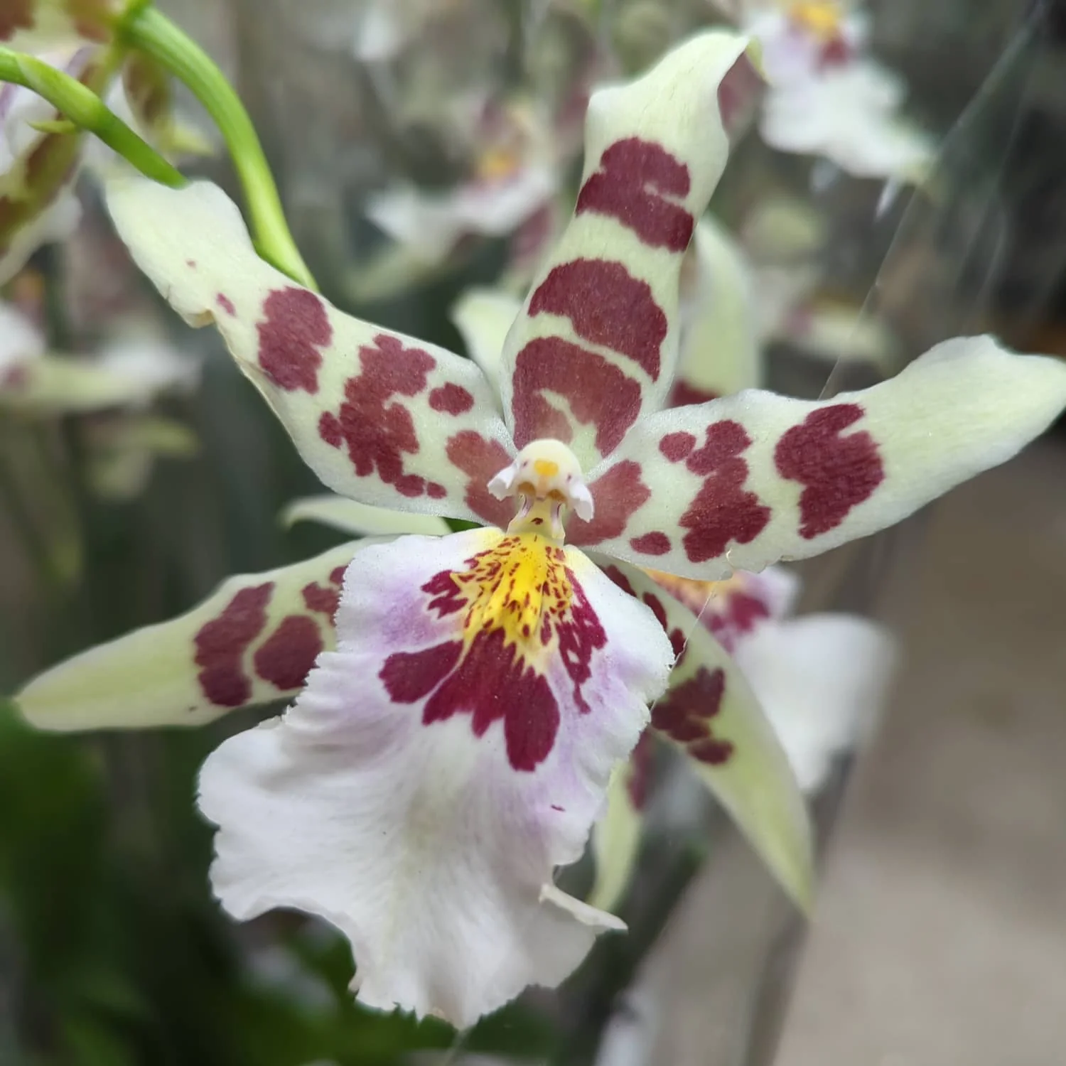 Dancing Ladies Orchid | White Renaissance | Rare Orchid - Image 5