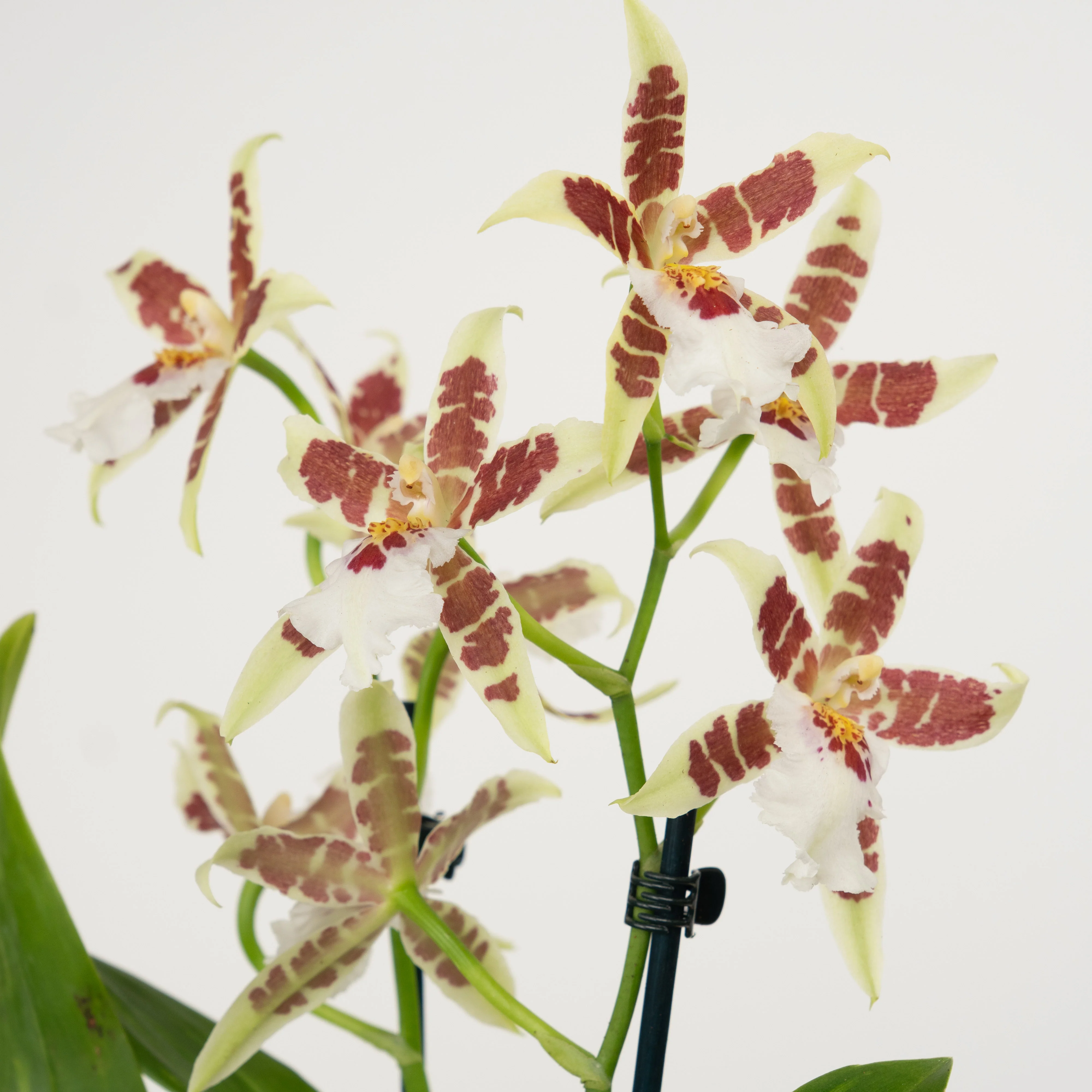 Dancing Ladies Orchid | White Renaissance | Rare Orchid - Image 6