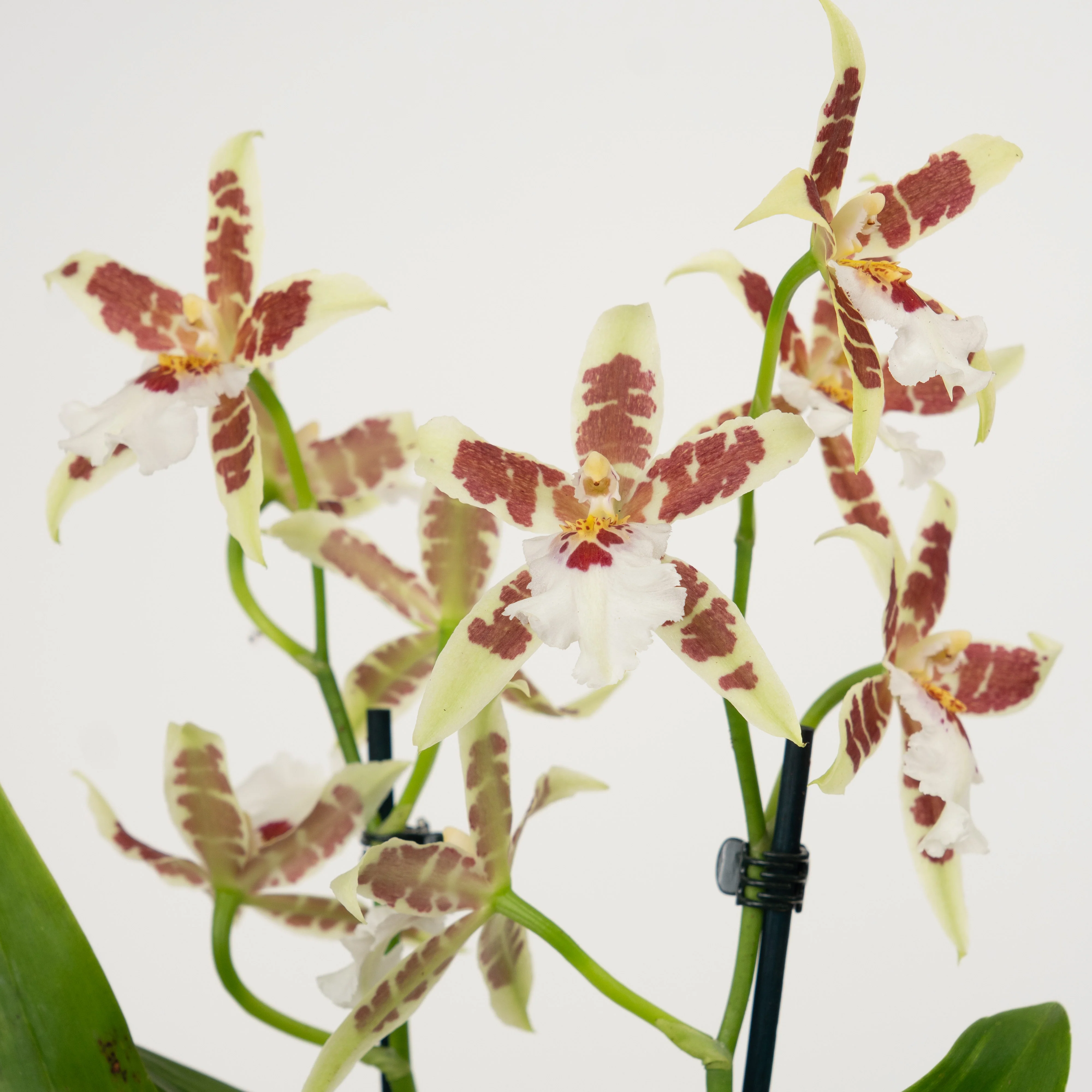 Dancing Ladies Orchid | White Renaissance | Rare Orchid - Image 7