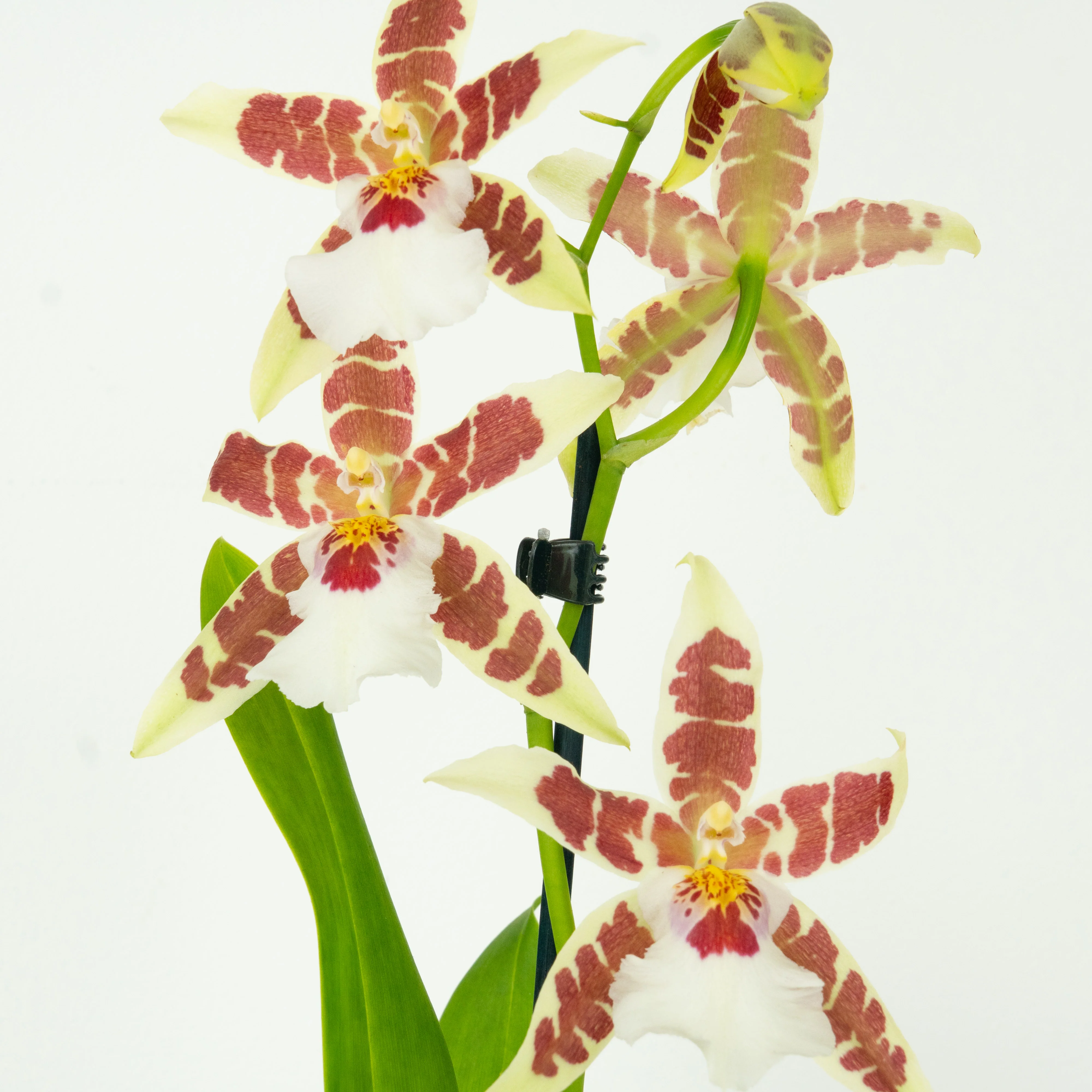 Dancing Ladies Orchid | White Renaissance | Rare Orchid - Image 9