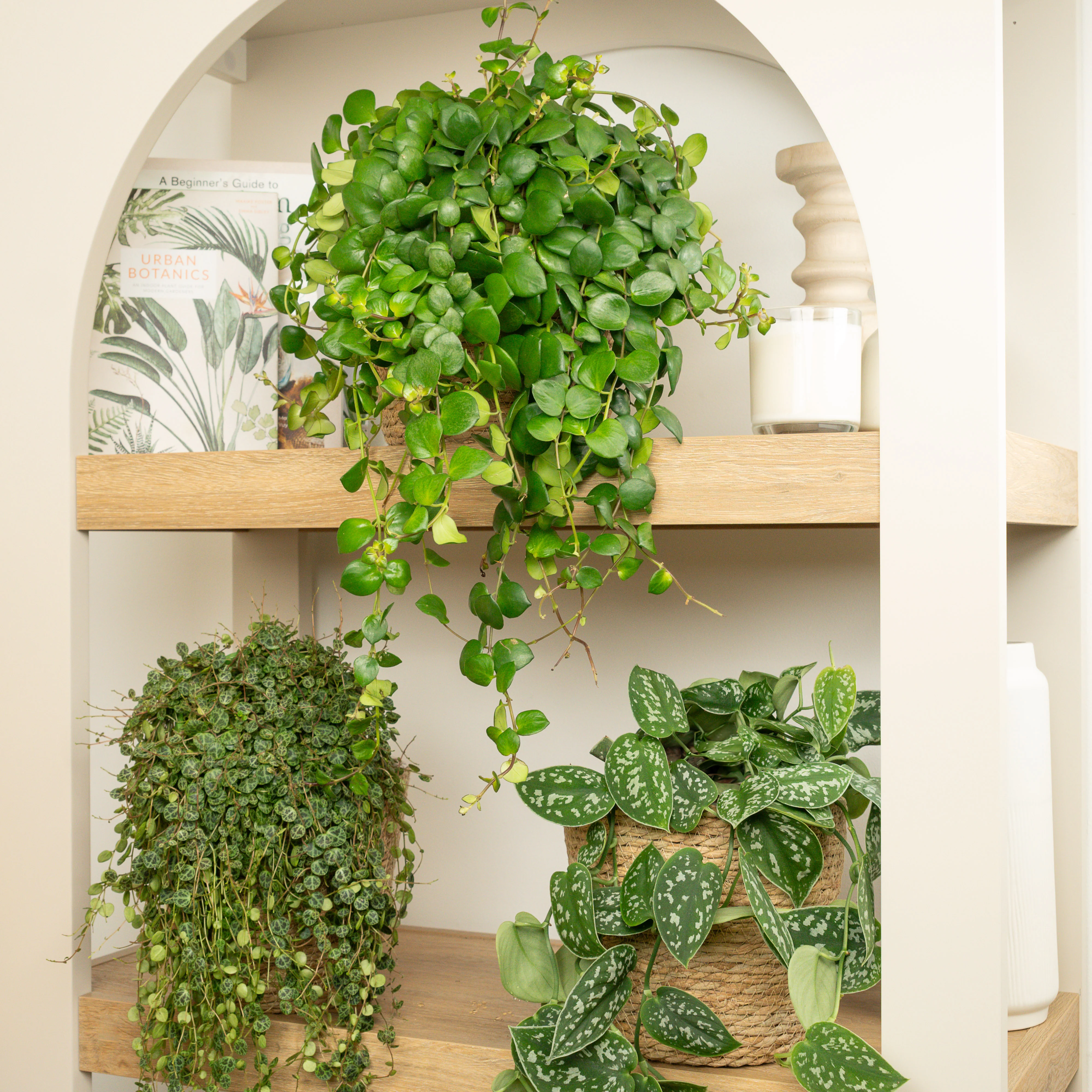 Dangling Darlings | Plant Bundle