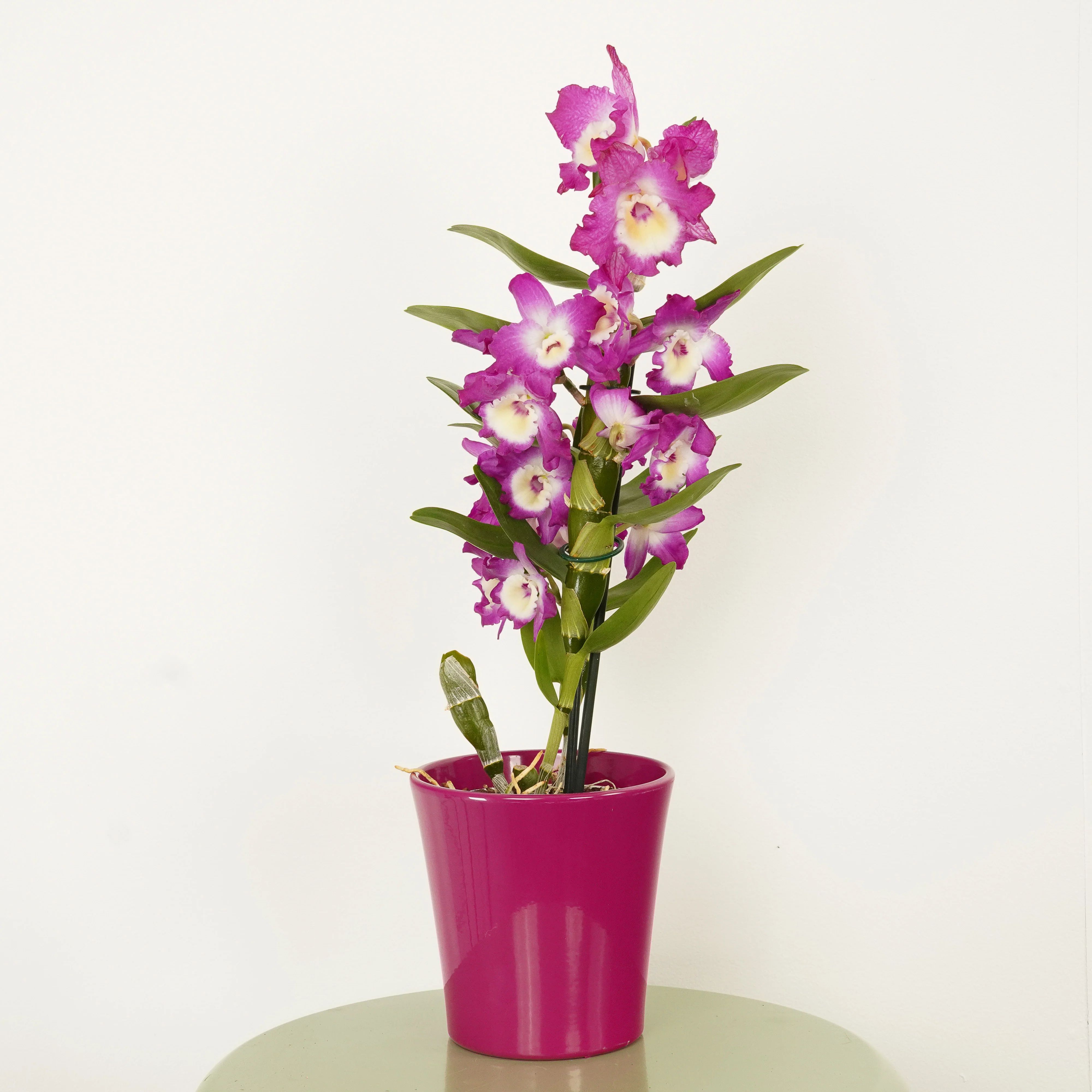 Dendrobium | Akatsuki - Image 3