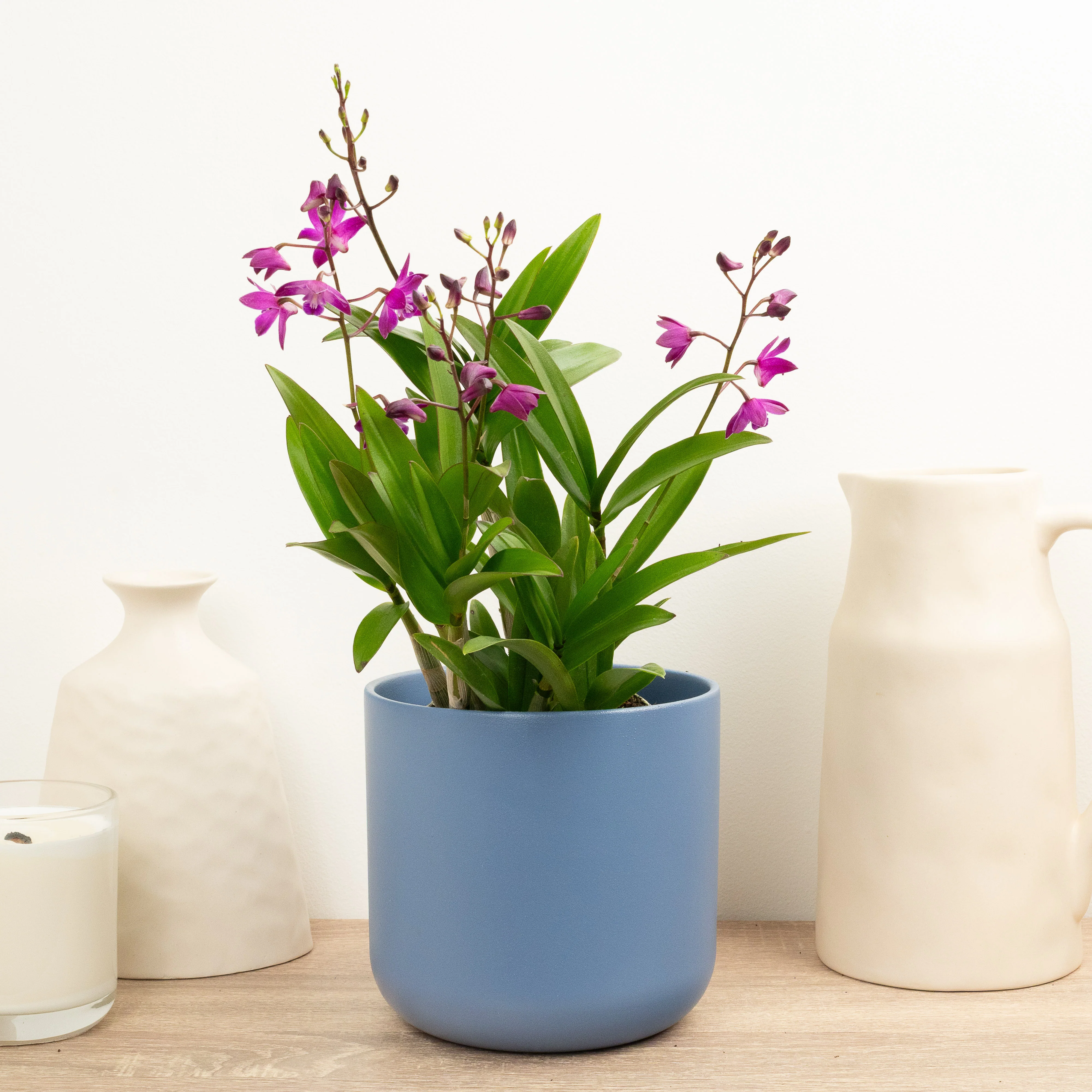 Dendrobium Orchid | Berry Oda | Hard To Find - Image 3