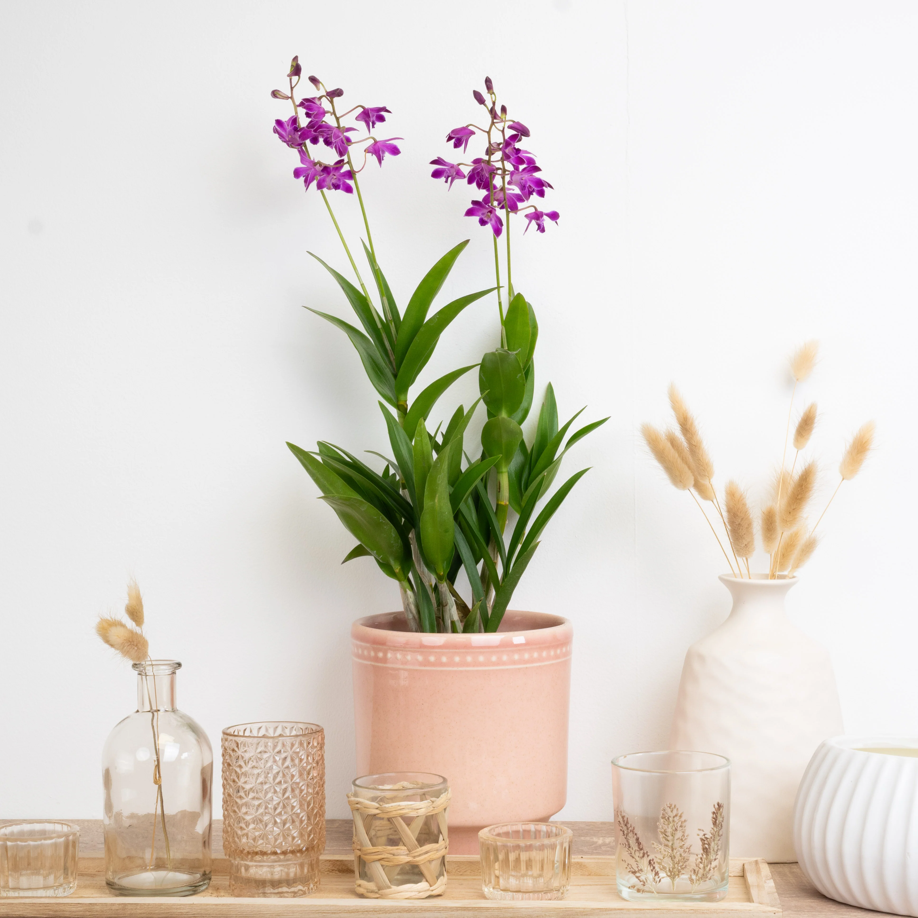 Dendrobium Orchid | Berry Oda | Hard To Find - Image 4