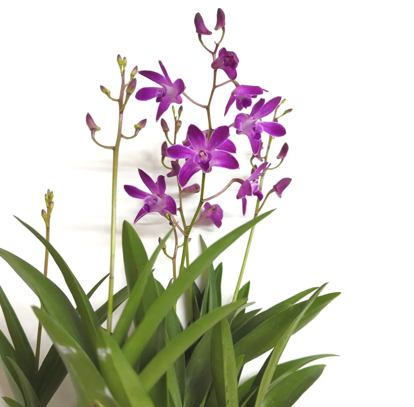 Dendrobium Orchid | Berry Oda | Hard To Find - Image 5