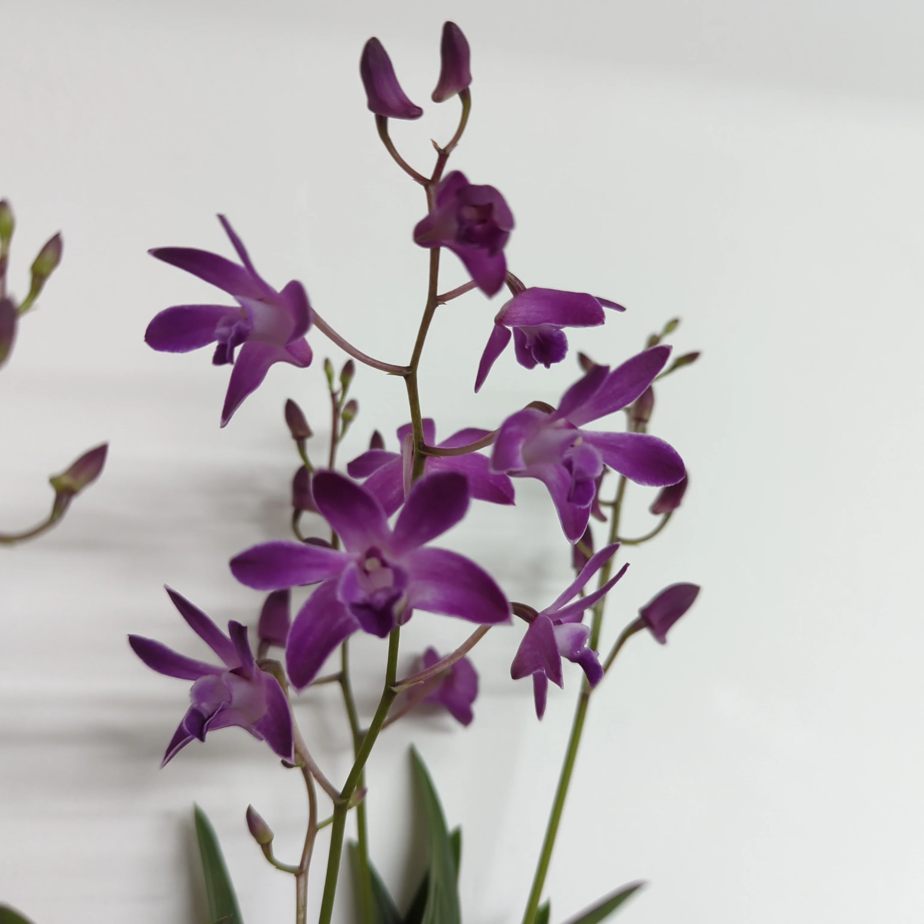 Dendrobium Orchid | Berry Oda | Hard To Find - Image 6