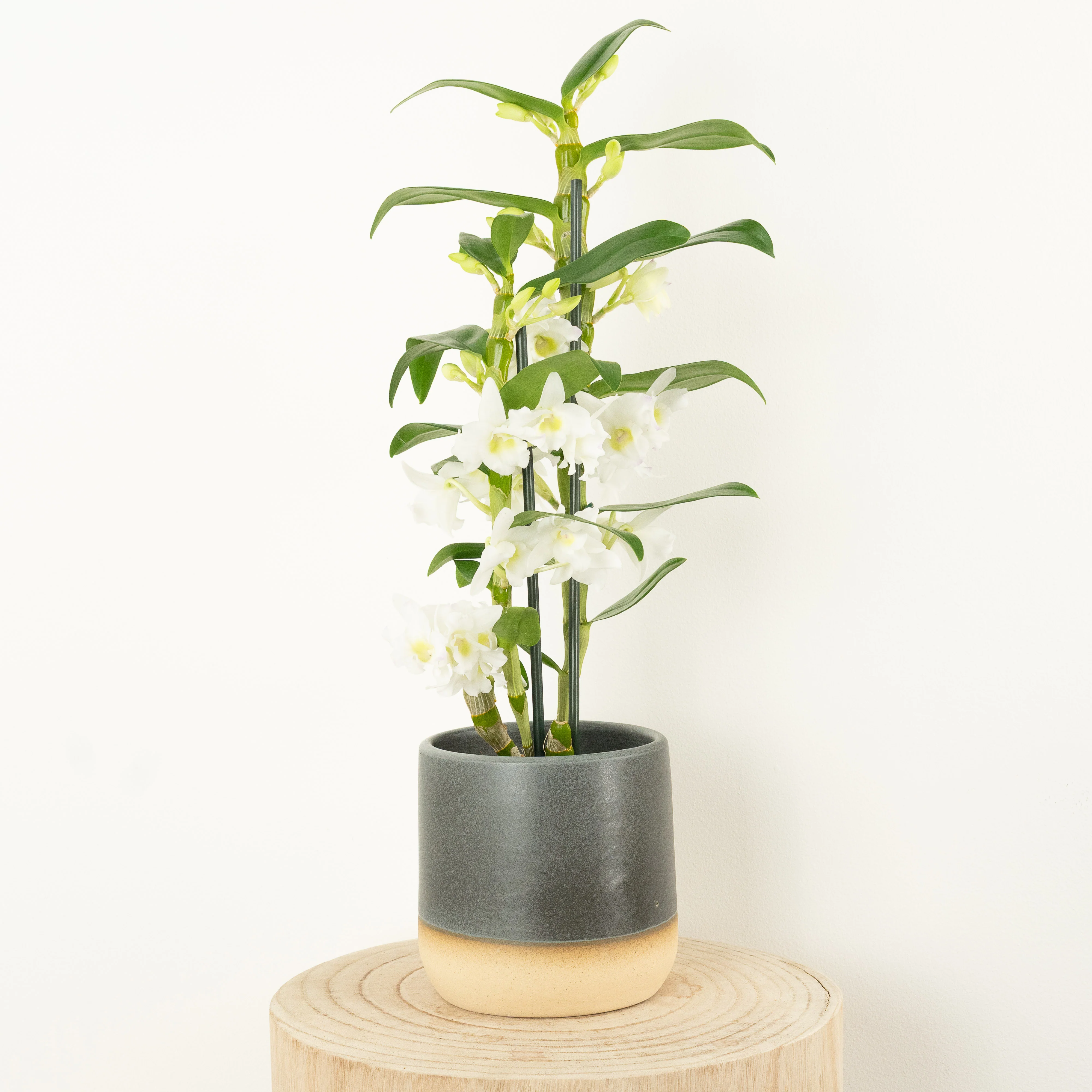 Dendrobium Orchid | Apollon White - Image 2