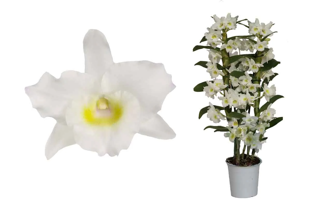 Dendrobium Orchid | Apollon White - Image 3