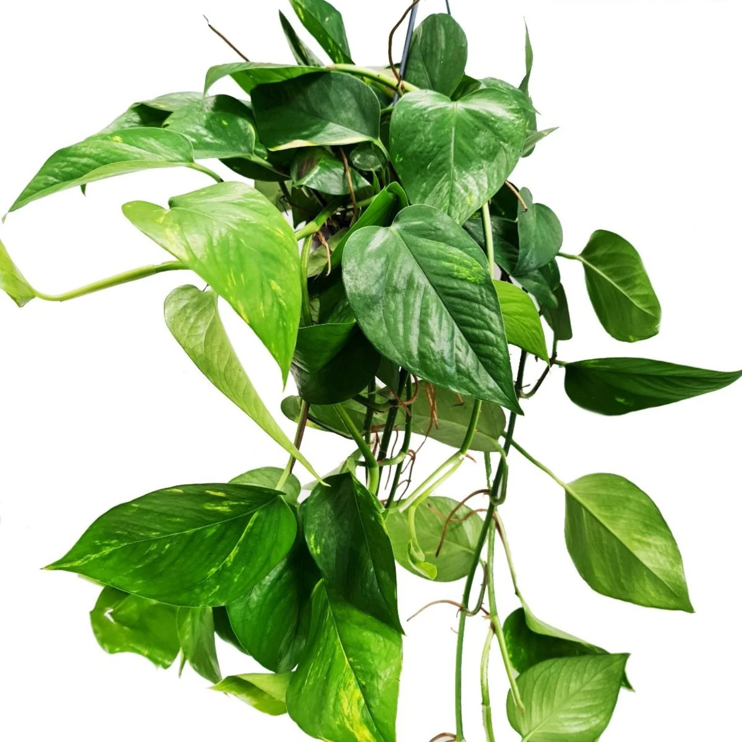 Devil's Ivy | Golden Pothos - Image 10